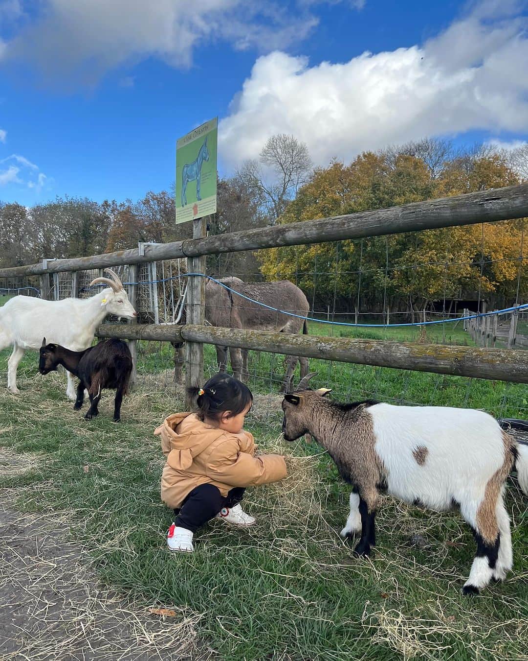 HISANAのインスタグラム：「すずちゃん動物が大好きなので、パリの牧場に行ったよ🐏 🌳Les Fermes de Gally  すごく綺麗でかわいい牧場🐖🐓🐄🐐 ひつじややぎさんたちにごはんをあげれて嬉しそうでした👧🏻💕  料金はこちら3歳以下は無料で3歳から4.90€ 12歳から5,30€  #2歳#2歳女の子#誕生日#パリ旅行#子連れパリ#子連れ海外#2yearsold#paris」