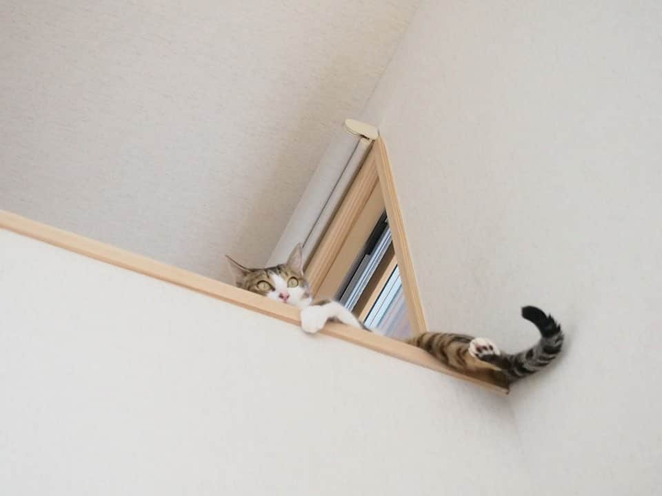 シーエッチ建築工房 さんのインスタグラム写真 - (シーエッチ建築工房 Instagram)「* 猫と暮らす家。 猫に心地よいことは 人も心地よいこともあり もちろんその逆もある。 ⠀⠀⠀⠀⠀⠀⠀⠀⠀⠀⠀⠀ 人のためのくつろぎスペースと 猫のためのくつろぎスペースを設けて 一緒にいたり別々にいたりできる家。 ⠀⠀⠀⠀⠀⠀⠀⠀⠀⠀⠀⠀ 見上げればふと、 そこに猫がいるなんて 猫好きさんにはたまらない家。 ⠀⠀⠀⠀⠀⠀⠀⠀⠀⠀⠀⠀ ⠀⠀⠀⠀⠀⠀⠀⠀⠀⠀⠀⠀ ──────────── 株式会社シーエッチ建築工房 兵庫県宝塚市仁川台76番地 0798-52-8863 https://www.ch-wood.co.jp ──────────── @ch_kenchiku @ch_namie.takarazuka @ch_watanabe ⠀⠀⠀⠀⠀⠀⠀⠀⠀⠀⠀⠀ ⠀⠀⠀⠀⠀⠀⠀⠀⠀⠀⠀⠀ #シーエッチ建築工房 #木の家 #家づくり #注文住宅 #新築 #リノベーション #住まい #暮らし #日々のこと #マイホーム ⠀⠀⠀⠀⠀⠀⠀⠀⠀⠀⠀⠀ #宝塚市 #西宮市 #三田市 #川西市 #伊丹市 #三木市 #豊中市 #高槻市 #吹田市 #神戸市 #工務店 #自然素材 #暮らしを楽しむ #ねこのいる生活  #家が好き #パッシブデザイン #丁寧な暮らし #家づくりアイデア #猫のいる暮らし #ねこすたぐらむ」12月4日 19時48分 - ch_kenchiku