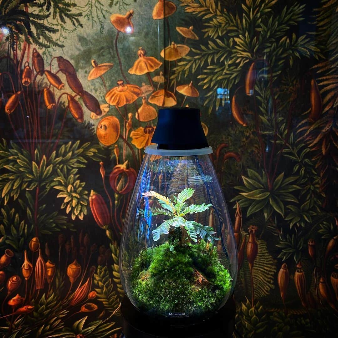 Mosslight-LEDのインスタグラム：「Mosslight   #mosslight #モスライト #terrarium  #テラリウム#コケテラリウム#苔#moss#mousse」