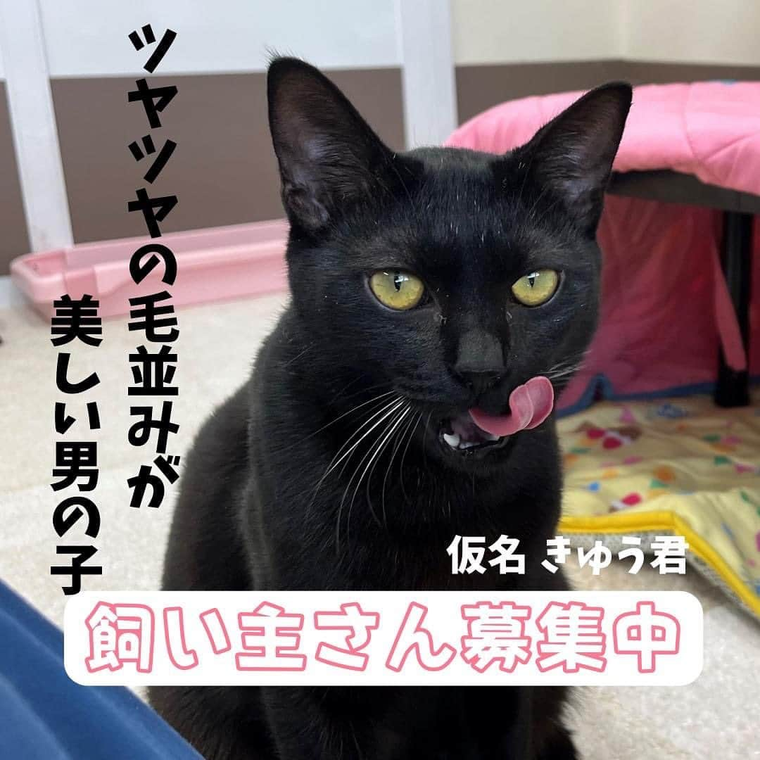 猫カフェきぶん屋さんのインスタグラム写真 - (猫カフェきぶん屋Instagram)「おおさかわんにゃんセンターを応援したい‼︎  いいね！保存、フォローお願いします！ Instagramで集まったアクションを金額にして支援します。  Instagramのこの投稿のいいね、保存ボタン（画像右下のリボンの切れ端のようなボタン）一件ごとに1円 フォロワーさん増1人あたり10円 寄付します。 48時間後の数をふるさと納税で支援します。 皆様がリアクションしてくださると、たくさんの人の目に届き支援が集まりやすくなるのでぜひご協力お願いします！  送付先は大阪市のふるさと納税動物愛護枠に。  『理由なき殺処分0』 なんだそりゃと気になって自分の県以外の動物愛護センターを訪れたのは大阪市にあるこのセンターが初めてでした。 いやいや、動物愛護センター＝殺処分するところでしょと当時とんがっていた頭にクエスチョンマークを浮かべながら1人で訪問。 丁寧に案内してくださる職員さん。 収容中の猫が風邪の治療を受け、この子達が完治したら毎月ある譲渡会で里親探しをするという話を聞いたり、犬のトリミングをしている職員さんがいたり。  「この人たちは殺処分したいわけでもなく事情があって殺処分しないといけないのか」とそれまでの動物愛護センターに持っていた僕の中の偏見が変わりました。 もちろんその事情も色々で納得できないこともやはりあるでしょうが予算の中でやっていかなければならないという立場でやりたくない判断もしなければならない現実があります。  行政が変わるとこんなにも違うのかと政治に興味を持った場所でもあります。 この方針は当時の吉村市長と杉本彩さんらが意見交換しながら取り入れたそうで、同じように殺処分を減らすためにいろんな自治体が変わっています。  なぜ変わったのか。 大きな一つの要因は民意です。 国全体の犬猫だけに限らず全ての動物に対する意識が昔に比べてどんどん変わっています。 まだまだ猫の活動者の声が反映されていないことも多いでしょうが現場の人と力を合わせていつか『理由なき』の文字がなくなるように、予算をふるさと納税で増やすというのはとても有効な手段です。 まだ今年分を使ってない人はぜひいろんな自治体の動物愛護の予算枠を使い道に選んでください😉  ぜひ投稿のいいね、保存でたくさん支援させてください😊 ぜひ紙飛行機マークでストーリーズや友だちにもメッセージお願いします🙌  #ふるさと納税  #動物愛護 #おおさかわんにゃんセンター  #動物愛護センター」12月4日 19時58分 - nekocafekibunya