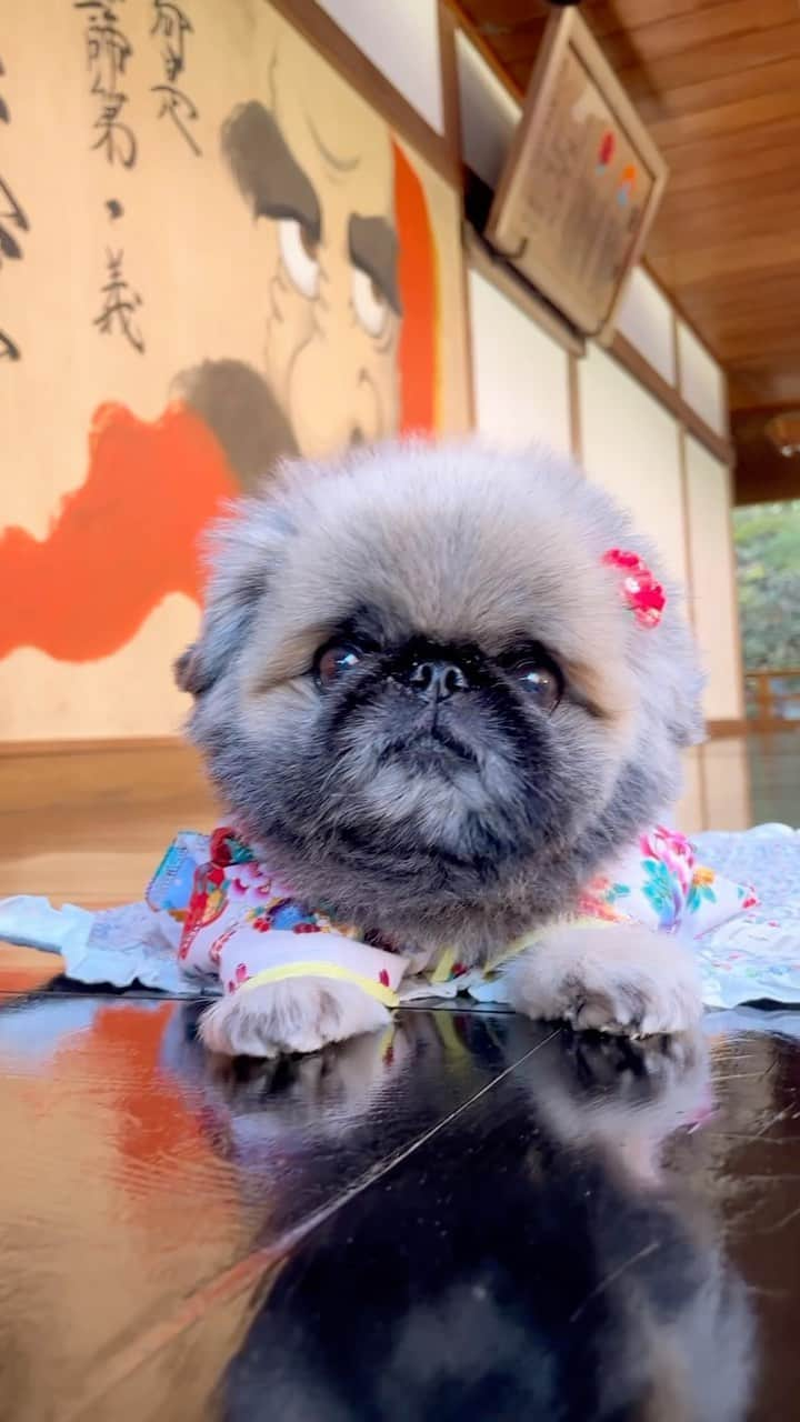 いぶそらのインスタグラム：「いぶこです🐶  着物で和を感じて👘💕💕  華やかに👘😘  こうみえて、おじいちゃんです😝🙌  #着物  #崇禅寺  #Japan #kimono   #pekingese#老犬#短足#ペットのいる暮らし#fluffy#cutedog #페키니즈 #ペキニーズ#鼻ぺちゃ」