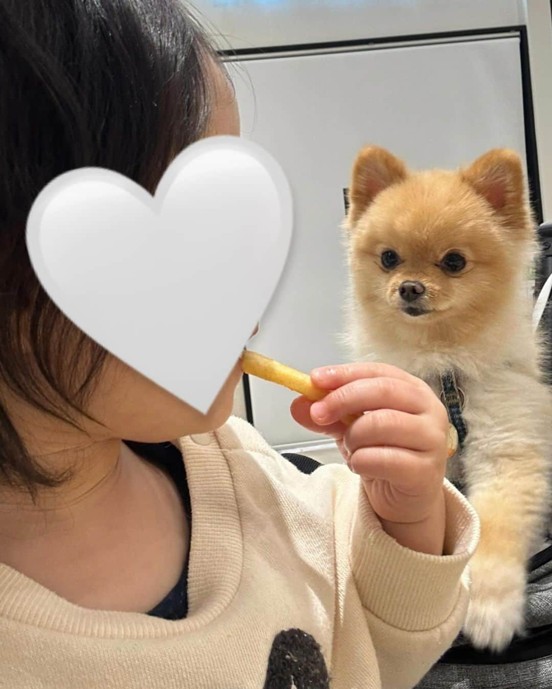 三秋里歩（小谷里歩）さんのインスタグラム写真 - (三秋里歩（小谷里歩）Instagram)「みんなでおでかけ🫶  ぴーばぶ🐶🐶と娘👧が一緒に 遊んだりご飯食べたりできるところが あまりないので🥲（移動も大変🤣） 今日はみんなでおでかけできて幸せでした💓  そして、 早速 @n_with_official のお洋服を着ました🥰 暖かくて気持ちよくて動きやすくて最高でした🙈♡  それにしても… 街がクリスマスだらけになってきて とっても嬉しいなぁ〜🤤🎄🌟」12月4日 20時14分 - ripopo_824