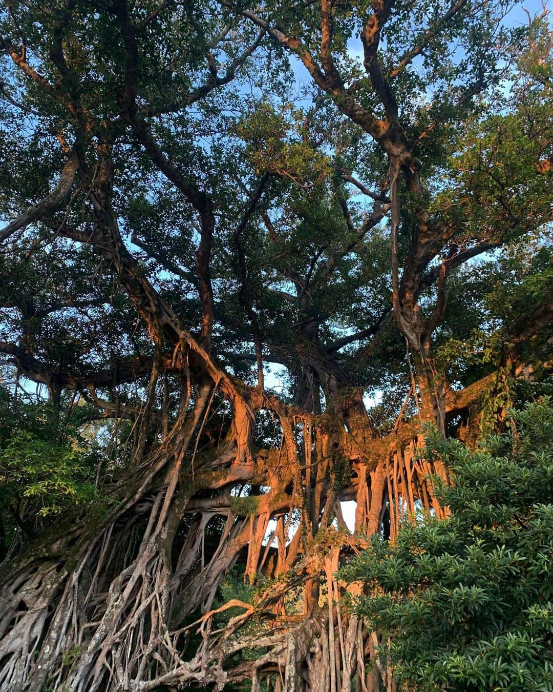 名倉七海さんのインスタグラム写真 - (名倉七海Instagram)「2023,12,02 (sat) 屋久島高校にて開催された 「環境クリスマスフェスタ」ありがとうございました。  二年ぶりにお邪魔させて頂いたのですが、 今回もあたたかく迎え入れて下さり 本当に感謝の気持ちでいっぱいです。  この日はエアギターだけでなく、 屋久島吹奏楽団 総勢80名の方達と コラボパフォーマンスもさせて頂きまして、 なんだか盛りだくさんでしあわせでした。  そのあとも屋久島観光に連れて行っていただき、 日本の滝100選 #大川の滝 、 神秘的なガジュマル、この時期に咲く向日葵、などなど 屋久島の自然と触れ合い たくさんのエネルギーをもらってきました。  身も心も浄化された、、、🌿  また今度お邪魔させて頂けるときには 必ず縄文杉を見に行く、と目標もできました。  屋久島のみなさん 幸せな時間を、ありがとうございました。  #屋久島 #屋久島高校 #環境クリスマスフェスタ #やくしまオーガニックマーケット」12月4日 20時26分 - nanaminagura