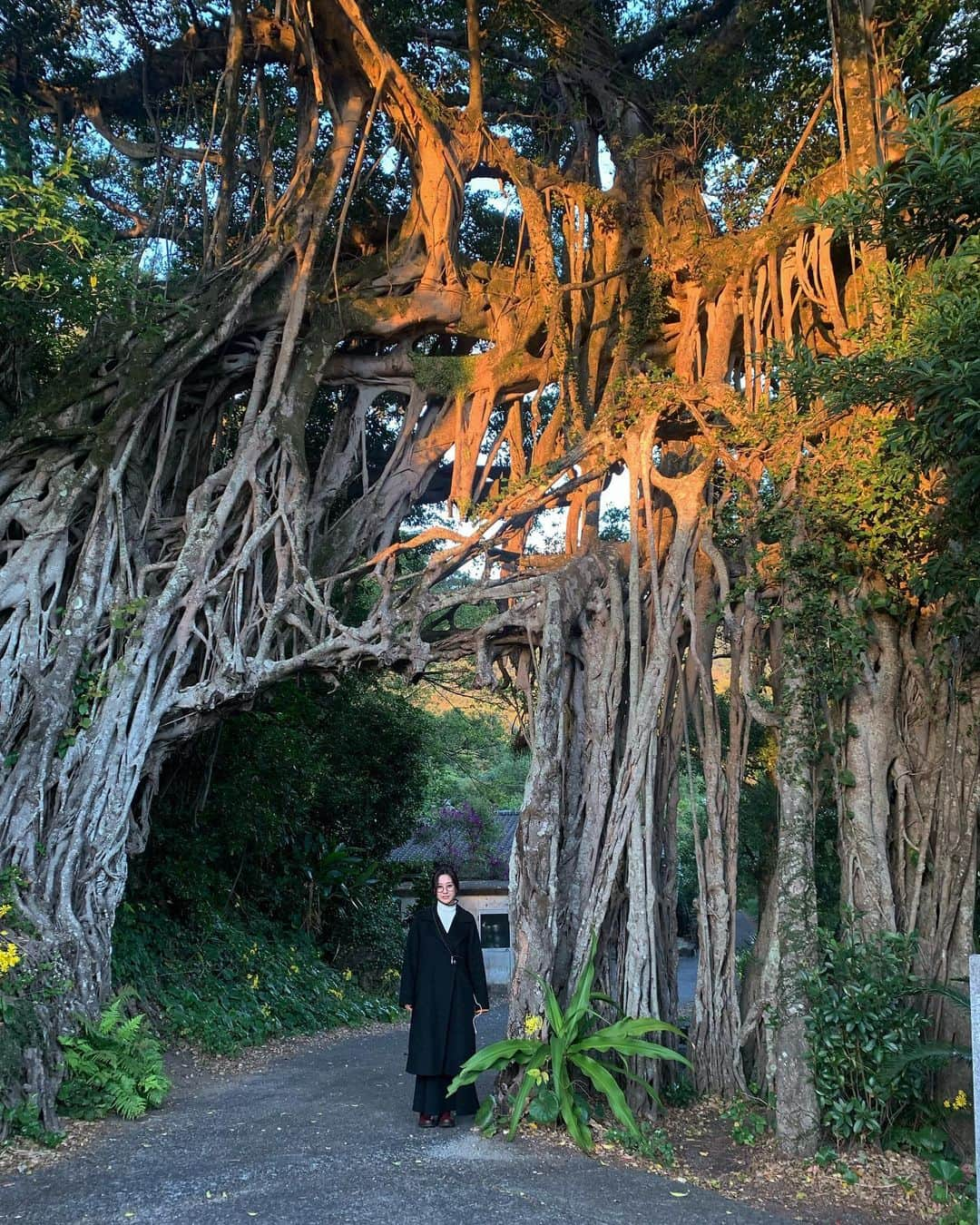 名倉七海さんのインスタグラム写真 - (名倉七海Instagram)「2023,12,02 (sat) 屋久島高校にて開催された 「環境クリスマスフェスタ」ありがとうございました。  二年ぶりにお邪魔させて頂いたのですが、 今回もあたたかく迎え入れて下さり 本当に感謝の気持ちでいっぱいです。  この日はエアギターだけでなく、 屋久島吹奏楽団 総勢80名の方達と コラボパフォーマンスもさせて頂きまして、 なんだか盛りだくさんでしあわせでした。  そのあとも屋久島観光に連れて行っていただき、 日本の滝100選 #大川の滝 、 神秘的なガジュマル、この時期に咲く向日葵、などなど 屋久島の自然と触れ合い たくさんのエネルギーをもらってきました。  身も心も浄化された、、、🌿  また今度お邪魔させて頂けるときには 必ず縄文杉を見に行く、と目標もできました。  屋久島のみなさん 幸せな時間を、ありがとうございました。  #屋久島 #屋久島高校 #環境クリスマスフェスタ #やくしまオーガニックマーケット」12月4日 20時26分 - nanaminagura