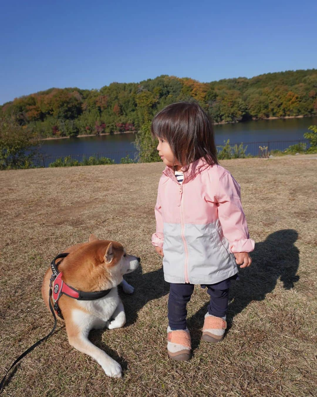 芳美リンさんのインスタグラム写真 - (芳美リンInstagram)「ラナちゃんのアウトドアコーデ✨  ベルメゾンのウィンドブレーカー、 動きやすくていいね♪  色も可愛いのが多くて悩みましたが、 顔色良く映っていいかんじ♡  インナーに着ている、 ボーダーのロンTも、着心地よさそう♪ 春先にも活躍しそうです★  最近人見知りをだいぶ克服して、 どんどんわんちゃん連れの方にアプローチしに行きます🐕  触らせてもらえたらラッキー！ 子ども苦手なわんこもいるので、丁寧に慎重にお願いしています(*^^*)  @bellemaison_mama #ソフのび#ベルメゾン#ベルカシャ #アウトドアコーデ #アウトドア女子#アウトドアガール #アウトドアトドラー#outdoorToddler#トドラー#メッツァビレッジ」12月4日 20時42分 - lynn.lynn5