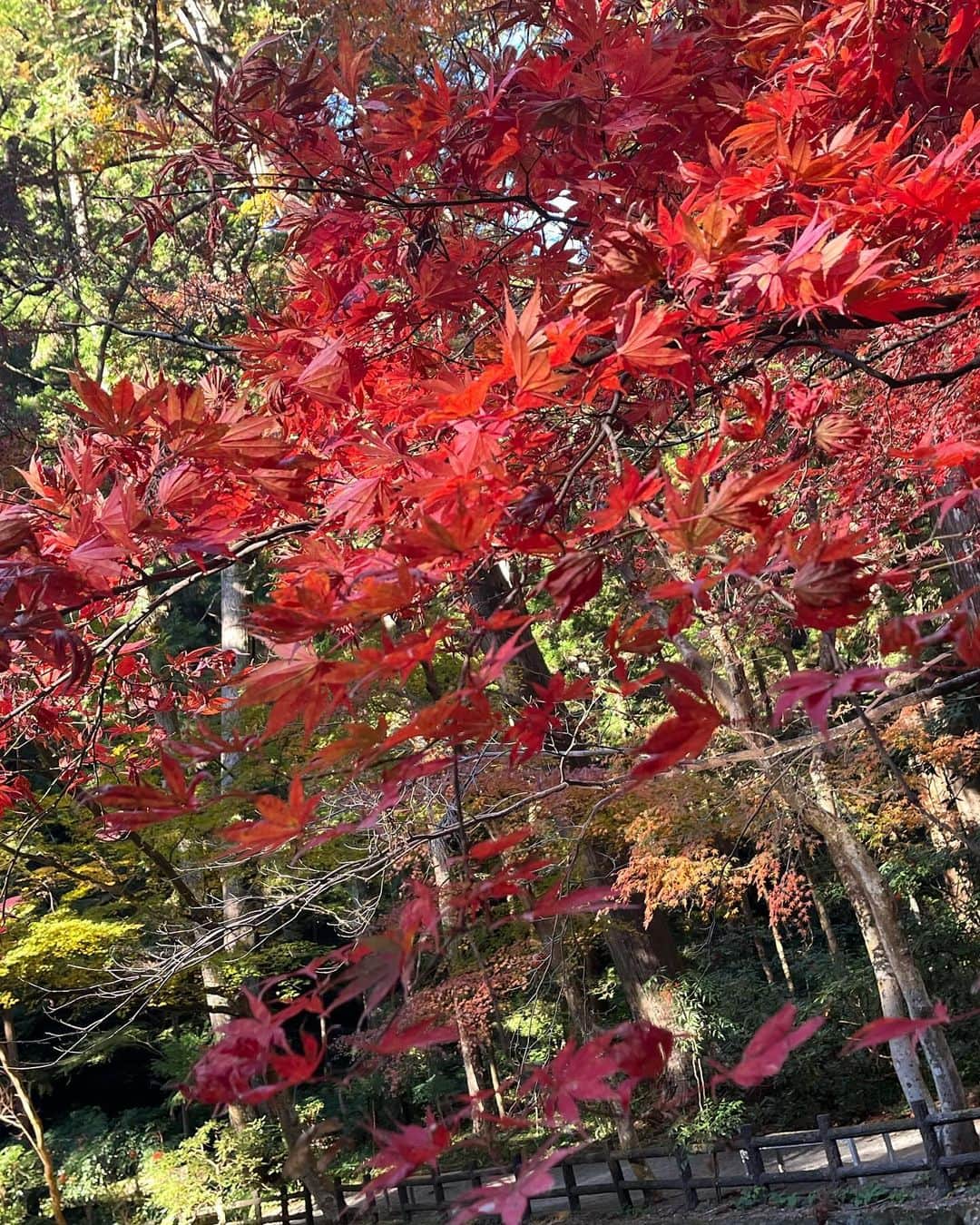 重長智子さんのインスタグラム写真 - (重長智子Instagram)「. . 娘と朝活🍁 珍しく平日休みだったので 森町の小國神社へ。 . 地元の方によると、 紅葉の見頃は過ぎているようですが、 初めて見た私たちには見応えがありました☺️ . 朝の澄んだ空気、 紅葉した木々からの木漏れ日に 癒されました♡ . 3歳の娘と落ちた赤や黄色の葉を見つけて 綺麗だねー、と話をする。 そんな時間も幸せだと感じました。 . 偶然、新郎新婦が紅葉と写真撮影していて 幸せのお裾分けもしてもらいました。 . 師走に入って急に冷えてきました。 インフルエンザも流行っていますので 皆さんもお気を付けください。 . . #静岡県 #森町 #小國神社 #パワースポット #紅葉スポット #癒し #いいことありそうな予感 #3歳女子 #気分屋です」12月4日 20時57分 - tomoko_shigenaga