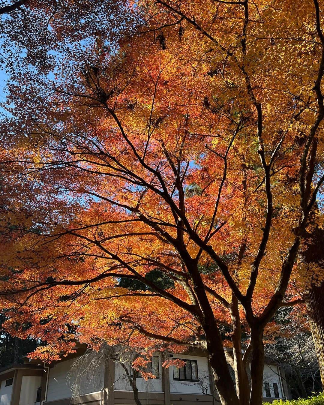 重長智子さんのインスタグラム写真 - (重長智子Instagram)「. . 娘と朝活🍁 珍しく平日休みだったので 森町の小國神社へ。 . 地元の方によると、 紅葉の見頃は過ぎているようですが、 初めて見た私たちには見応えがありました☺️ . 朝の澄んだ空気、 紅葉した木々からの木漏れ日に 癒されました♡ . 3歳の娘と落ちた赤や黄色の葉を見つけて 綺麗だねー、と話をする。 そんな時間も幸せだと感じました。 . 偶然、新郎新婦が紅葉と写真撮影していて 幸せのお裾分けもしてもらいました。 . 師走に入って急に冷えてきました。 インフルエンザも流行っていますので 皆さんもお気を付けください。 . . #静岡県 #森町 #小國神社 #パワースポット #紅葉スポット #癒し #いいことありそうな予感 #3歳女子 #気分屋です」12月4日 20時57分 - tomoko_shigenaga