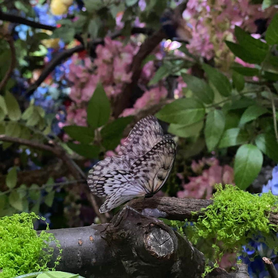 酒井景都さんのインスタグラム写真 - (酒井景都Instagram)「「蜷川実花展 Eternity in a Moment 瞬きの中の永遠」オープニングパーティーに招待して頂きました。  薄暗くも鮮やかな花の世界の中に、静止してる蝶があたかも羽ばたいてるように見えた(実際は何重にもなっている🦋)が印象的。雨の日の渋谷の映像も空虚なのに煌めいていた。写真展というよりインスタレーションがメインだったので蜷川実花さんの世界の住人になれた気持ち🌺🧚‍♀️  @mikaninagawa.official」12月4日 21時01分 - katiiesakai