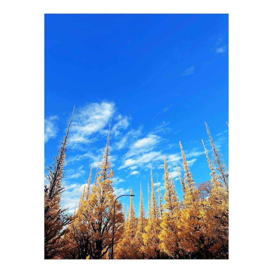 MINAさんのインスタグラム写真 - (MINAInstagram)「. Ginkgo trees are beautiful in Japan right now💛🌲」12月4日 21時11分 - mina_gf_band