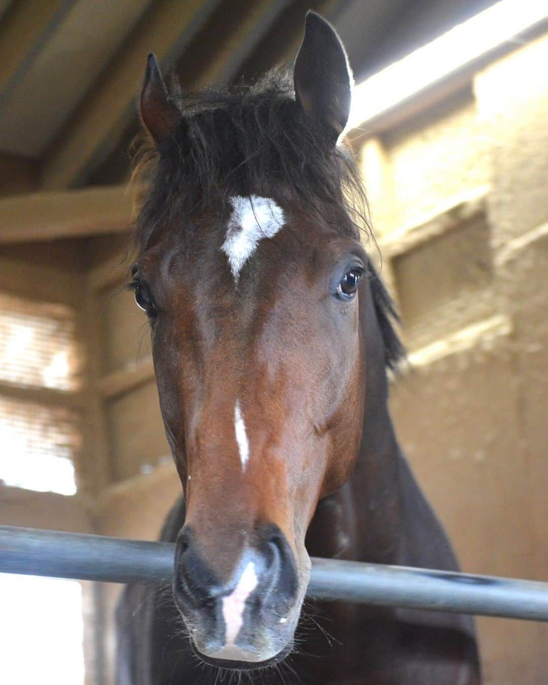 古川奈穂のインスタグラム：「土曜日は中京競馬場で、日曜日は中山競馬場で騎乗させて頂きました。 乗せてくださった関係者のみなさま、応援してくださったみなさま、ありがとうございました！  土曜日の6Rをフェイト号で勝たせて頂きました！  人気に応えてとても強い競馬をしてくれました🐎 関係者の皆様、ありがとうございました🙇‍♀️  12月になり、2023年も残り1ヶ月となりました🎄 勝ち星を伸ばせるように頑張ります🏇  #中京競馬場  #中山競馬場  #フェイト  #真面目顔  #変顔」