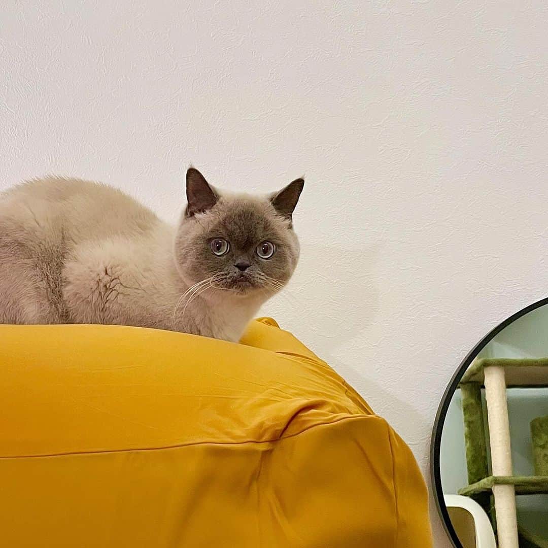 小鳥遊しほさんのインスタグラム写真 - (小鳥遊しほInstagram)「新居にね、無印の人をダメにするクッションを設置したんですよ。  ドヤ顔で、私より先に味わうのやめてもらって良いですかね？ 可愛いから全然許しますけど🫠  @muji_global  #猫 #ねこ #エキゾチックショートヘア #ブリティッシュショートヘア #うどんとおそば #猫のいる暮らし #にゃんすたぐらむ #猫部 #猫好き #おねこごはん #ねこのいる生活 #蕎麦 #うどん #oudon_and_osoba  #exoticshorthair #britishshorthair  #catstagram #cat #cats #Кошка #고양이 #엑조틱숏헤어 #小鳥遊小売店 #suzuri #猫グッズ」12月4日 21時19分 - shihotakanashi