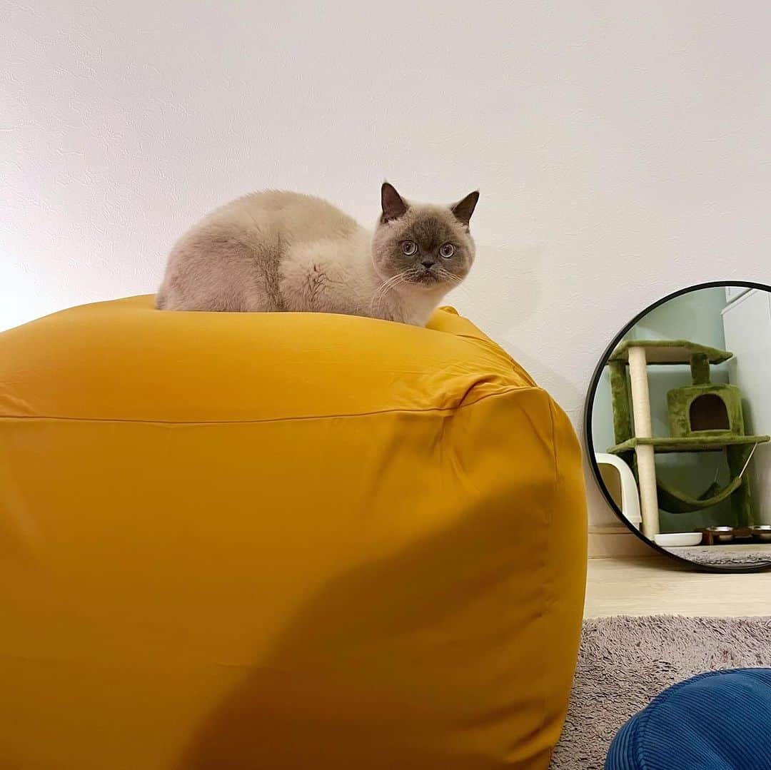 小鳥遊しほさんのインスタグラム写真 - (小鳥遊しほInstagram)「新居にね、無印の人をダメにするクッションを設置したんですよ。  ドヤ顔で、私より先に味わうのやめてもらって良いですかね？ 可愛いから全然許しますけど🫠  @muji_global  #猫 #ねこ #エキゾチックショートヘア #ブリティッシュショートヘア #うどんとおそば #猫のいる暮らし #にゃんすたぐらむ #猫部 #猫好き #おねこごはん #ねこのいる生活 #蕎麦 #うどん #oudon_and_osoba  #exoticshorthair #britishshorthair  #catstagram #cat #cats #Кошка #고양이 #엑조틱숏헤어 #小鳥遊小売店 #suzuri #猫グッズ」12月4日 21時19分 - shihotakanashi