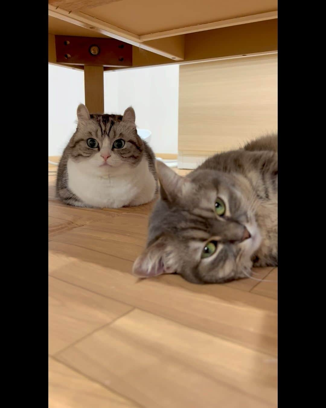 こむぎこまるのインスタグラム：「. . . ホカペはじめました😽😸💕💕💕⛄️ . Short-legged cats relaxing on an electric heating carpet😽😸💕💕💕 . . . #暖かい所は人気 #ホットカーペット #9gagcute #meowmeow #munchkins #曼赤肯 #短腿猫 #短足マンチカン #catsloversworld #meowstagram #adorablecats」