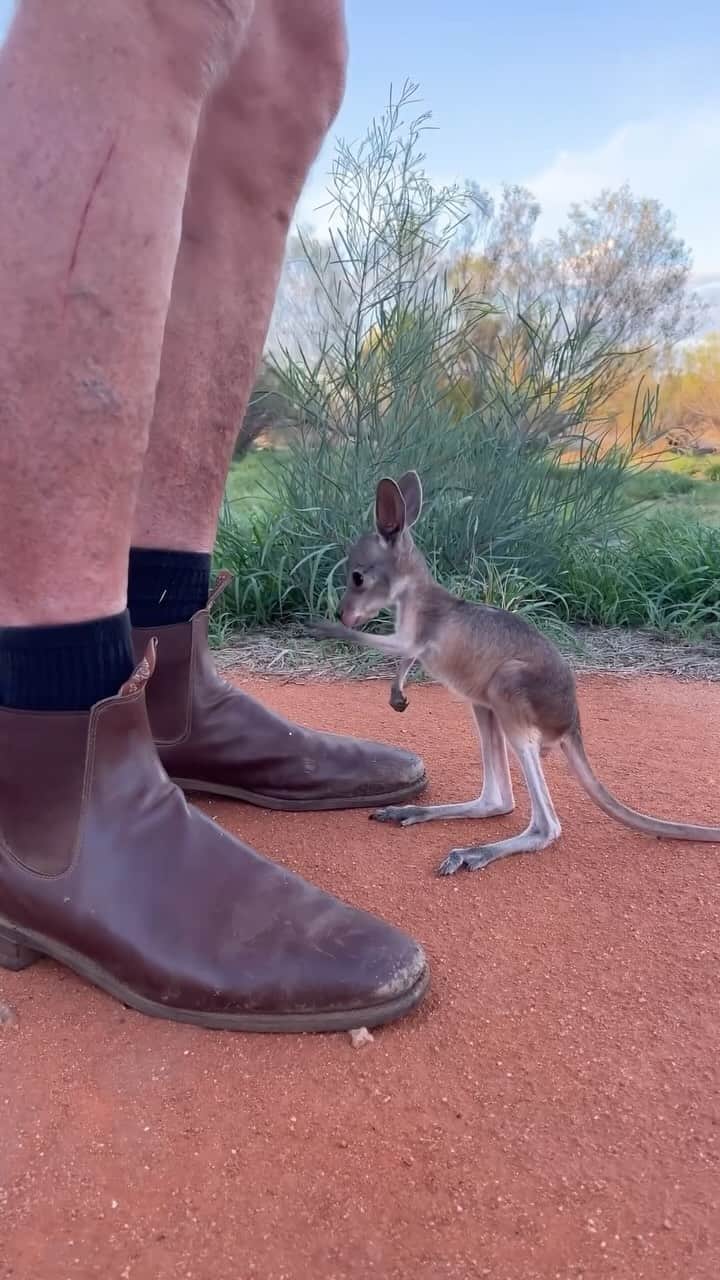 StreetArtGlobeのインスタグラム：「Get ready for some absolute cuteness… 🦘 Pippa has reached expert level at jumping into her pouch. 🩷 With @thekangaroosanctuary and @australia」