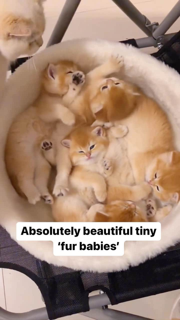 Cute Pets Dogs Catsのインスタグラム：「Absolutely beautiful tiny ‘fur babies’  Credit: adorable @ Gollum🐈cat | DY (*read note below) ** For all crediting issues and removals pls 𝐄𝐦𝐚𝐢𝐥 𝐮𝐬 ☺️  𝐍𝐨𝐭𝐞: we don’t own this video/pics, all rights go to their respective owners. If owner is not provided, tagged (meaning we couldn’t find who is the owner), 𝐩𝐥𝐬 𝐄𝐦𝐚𝐢𝐥 𝐮𝐬 with 𝐬𝐮𝐛𝐣𝐞𝐜𝐭 “𝐂𝐫𝐞𝐝𝐢𝐭 𝐈𝐬𝐬𝐮𝐞𝐬” and 𝐨𝐰𝐧𝐞𝐫 𝐰𝐢𝐥𝐥 𝐛𝐞 𝐭𝐚𝐠𝐠𝐞𝐝 𝐬𝐡𝐨𝐫𝐭𝐥𝐲 𝐚𝐟𝐭𝐞𝐫.  We have been building this community for over 6 years, but 𝐞𝐯𝐞𝐫𝐲 𝐫𝐞𝐩𝐨𝐫𝐭 𝐜𝐨𝐮𝐥𝐝 𝐠𝐞𝐭 𝐨𝐮𝐫 𝐩𝐚𝐠𝐞 𝐝𝐞𝐥𝐞𝐭𝐞𝐝, pls email us first. **  #catlovers #cat_features #catlady #catlife #catlove #catsgram  #cutecat #cutecats」