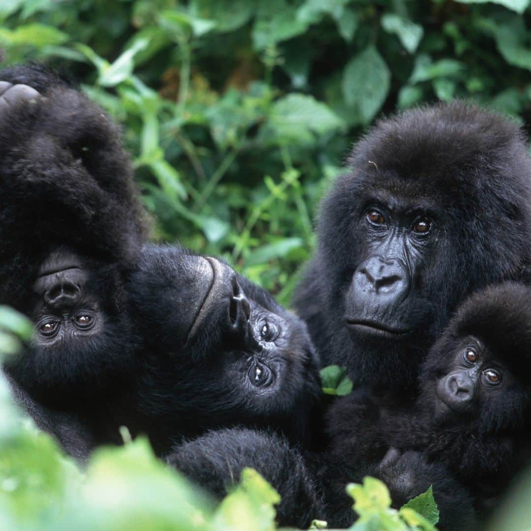 アニマルプラネットのインスタグラム：「Today is #WorldWildlifeConservationDay. Did you know more than 41,000 species are thought to be at risk of extinction? But, there's hope in conservation success stories. While only about 1,000 mountain #gorillas exist in the wild, this number represents a 60% increase over the past 30 years! 💚🌍  📷: Martin Harvey  #wildlife」