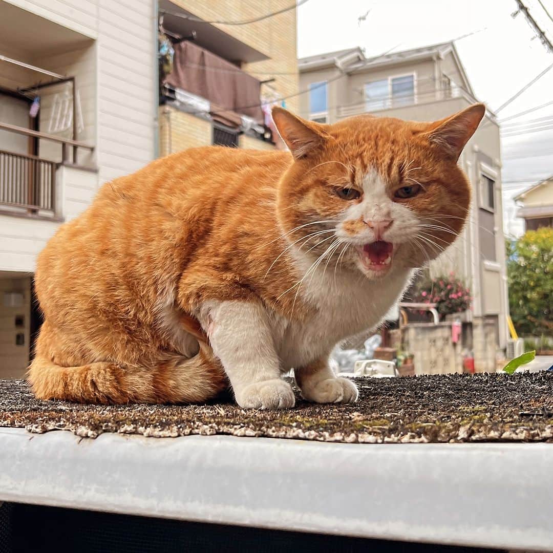 Kachimo Yoshimatsuのインスタグラム：「おはようちゃめし！ Good Morning Chameshi  早朝、誰かと鉢合わせしたらしい。 （ナオさん談）  #うちの猫ら #猫 #chameshi #民宿吉松 #ねこ #ニャンスタグラム #にゃんすたぐらむ #ねこのきもち #cat #ネコ #catstagram #ネコ部 http://kachimo.exblog.jp」