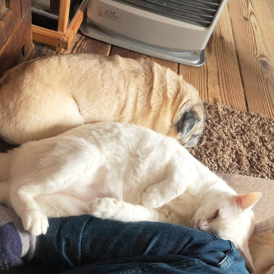 ひぐちにちほのインスタグラム：「オハヨウゴザイマス  今朝は寒い〜🥶  #pug #cat #ひぐち猫 #ひぐちお茶目 #ひぐち福 #福ちゃんとお茶目」