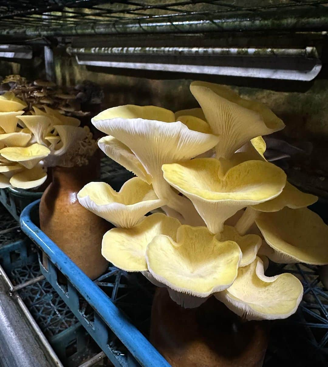 池田航さんのインスタグラム写真 - (池田航Instagram)「🍄MASHROOM🍄  ZIP！  #旅するエプロン ご視聴ありがとうございます✨️ 奈良県で採れた香りの王様タモギタケを使った茶粥いかがでしたか？？🥰🍄  ほうじ茶の香ばしい香りと、タモギタケの旨みたっぷりの餡掛けで優しい味付け✨️  ☆たもぎたけの茶粥 奈良の郷土料理の茶粥。ほうじ茶で炊いたお粥に餡を掛けて食べる。  ご飯 250 タモギタケの軸 ほうじ茶 500  鰹だし 200g 醤油 1/2 酒 小2 タモギタケの笠 水溶き片栗粉 大1➕水大1  ○自家製奈良漬ラー油 奈良漬 少量 一味唐辛子  ニンニク 1粒 サラダ油  今日も素敵な食材と暖かい現地の方達との出会いに感謝💓   次回もお楽しみに☀️  朝お仕事で見られない方に、旅するエプロンTikTokが開設されました！ 【旅するエプロン】でTikTok検索すれば見られます✨️ ぜひフォローよろしくお願いいたします😍  #ZIP #旅するエプロン #スピッツ #Spitz #ZIPファミリー  #水卜麻美 さん  #池田航  @kohcooking    #伊藤楽  @gaku_jh122」12月5日 8時57分 - kohcooking