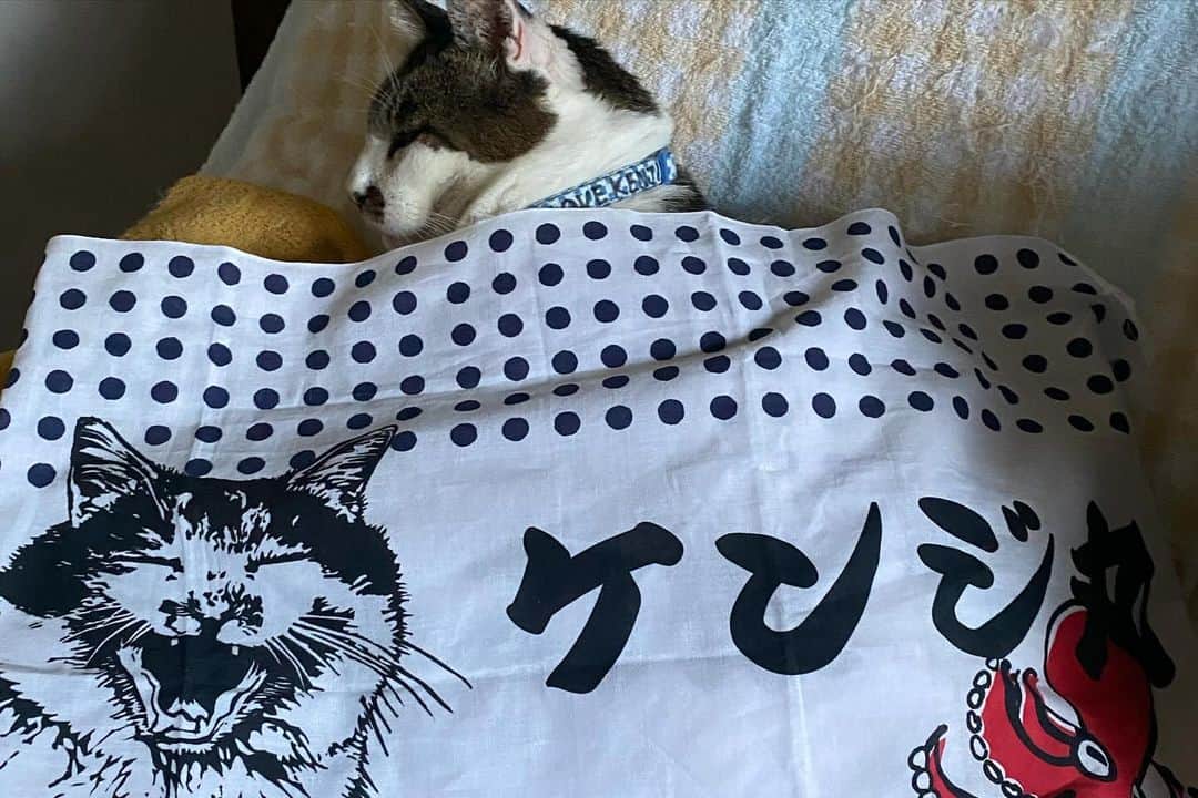 土肥美帆さんのインスタグラム写真 - (土肥美帆Instagram)「😸 ・ 猫にタコ（多幸）の組み合わせは 縁起がいいらしい😸🐙  猫がケンジなら、縁起度もあげあげ。  ケンジ商店で販売中のケンジ手ぬぐい。 ケンジの浜では、タコがたくさん獲れるので、タコのイラストにしたのですが、 後から調べたら縁起が良いコラボらしい。 さすがケンジ(=･ω･=)🐙  もう少しありますので、 縁起ものとしてもどうぞだべや (=･ω･=)  今日もご機嫌な1日をだべや(=-ω-=)🍀  【イベント】 ⚫︎12月8日〜14日 銀座　富士フォトギャリーでグループ展 「ねこ写真展」（9日〜12日在廊予定） ⚫︎12月12日 よみうりカルチャーで1日講座 猫写真家 沖 昌之×土肥 美帆トークイベント 「猫写真で笑顔を増やすことはできる？」 ⚫︎15日〜20日 富士フイルムフォトサロン 札幌で 企画展「気ままなボス猫ケンジ」  オールケンジです。 よろしくお願いします❤️」12月5日 8時57分 - big_face_cat_kenji