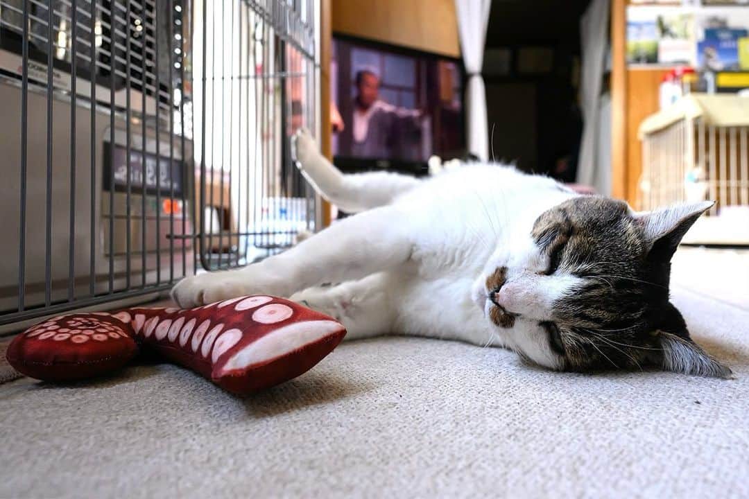 土肥美帆のインスタグラム：「😸 ・ 猫にタコ（多幸）の組み合わせは 縁起がいいらしい😸🐙  猫がケンジなら、縁起度もあげあげ。  ケンジ商店で販売中のケンジ手ぬぐい。 ケンジの浜では、タコがたくさん獲れるので、タコのイラストにしたのですが、 後から調べたら縁起が良いコラボらしい。 さすがケンジ(=･ω･=)🐙  もう少しありますので、 縁起ものとしてもどうぞだべや (=･ω･=)  今日もご機嫌な1日をだべや(=-ω-=)🍀  【イベント】 ⚫︎12月8日〜14日 銀座　富士フォトギャリーでグループ展 「ねこ写真展」（9日〜12日在廊予定） ⚫︎12月12日 よみうりカルチャーで1日講座 猫写真家 沖 昌之×土肥 美帆トークイベント 「猫写真で笑顔を増やすことはできる？」 ⚫︎15日〜20日 富士フイルムフォトサロン 札幌で 企画展「気ままなボス猫ケンジ」  オールケンジです。 よろしくお願いします❤️」