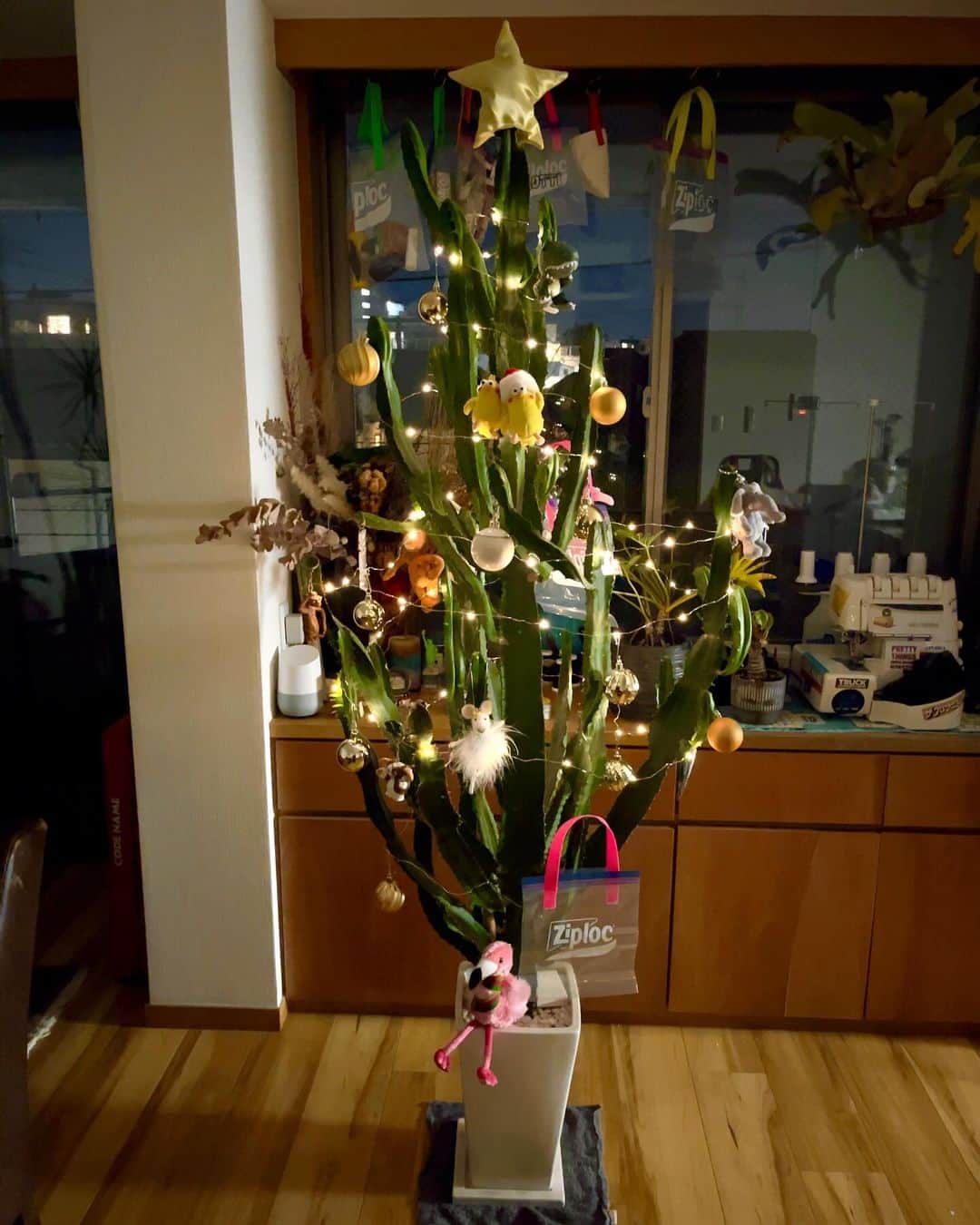 コカドケンタロウさんのインスタグラム写真 - (コカドケンタロウInstagram)「⠀ 12月になったので、毎年恒例のサボテンクリスマスツリー。 今年はてっぺんに星を作って乗っけてみました🌟  #ミシン」12月5日 9時03分 - kokado_kentaro