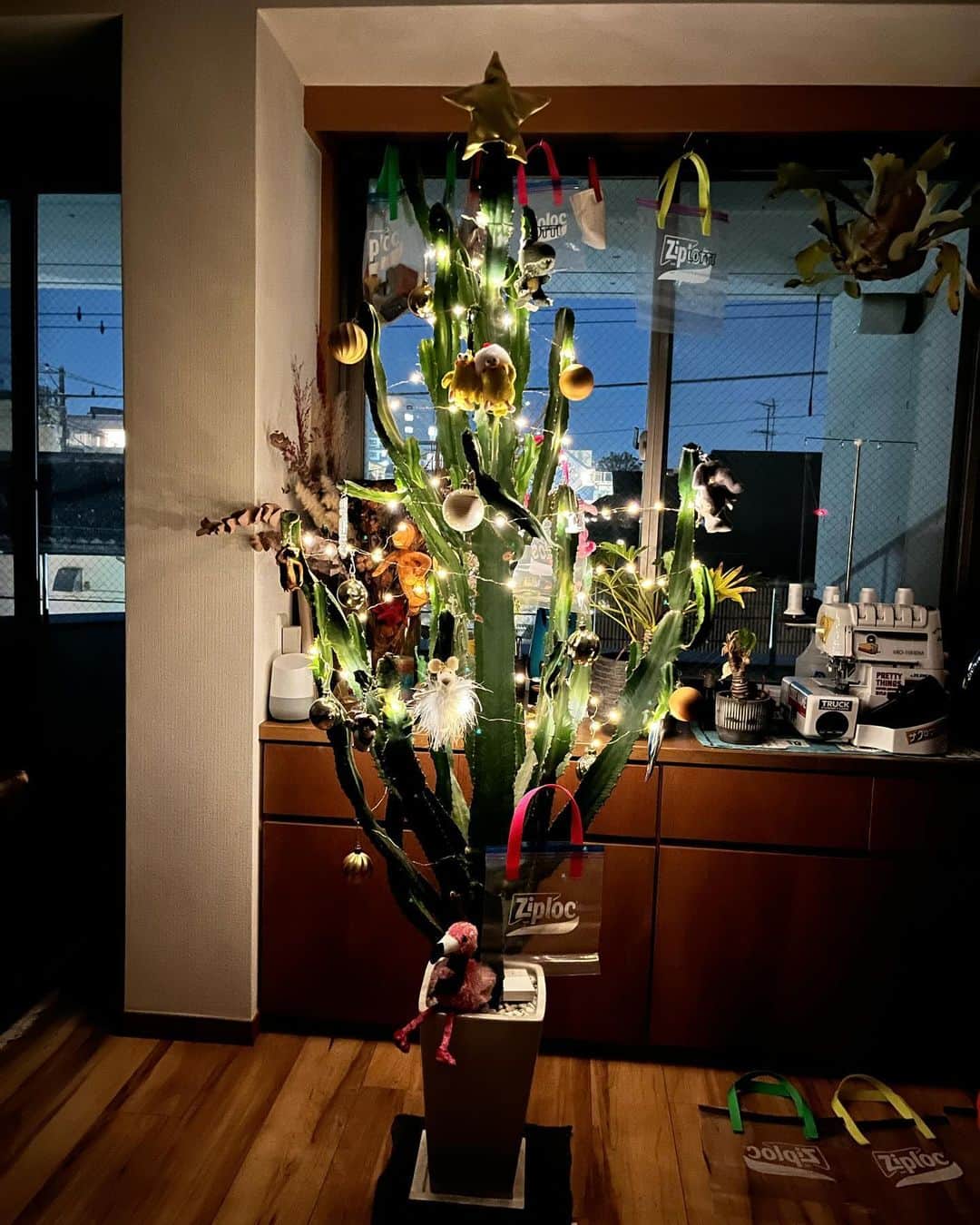 コカドケンタロウさんのインスタグラム写真 - (コカドケンタロウInstagram)「⠀ 12月になったので、毎年恒例のサボテンクリスマスツリー。 今年はてっぺんに星を作って乗っけてみました🌟  #ミシン」12月5日 9時03分 - kokado_kentaro