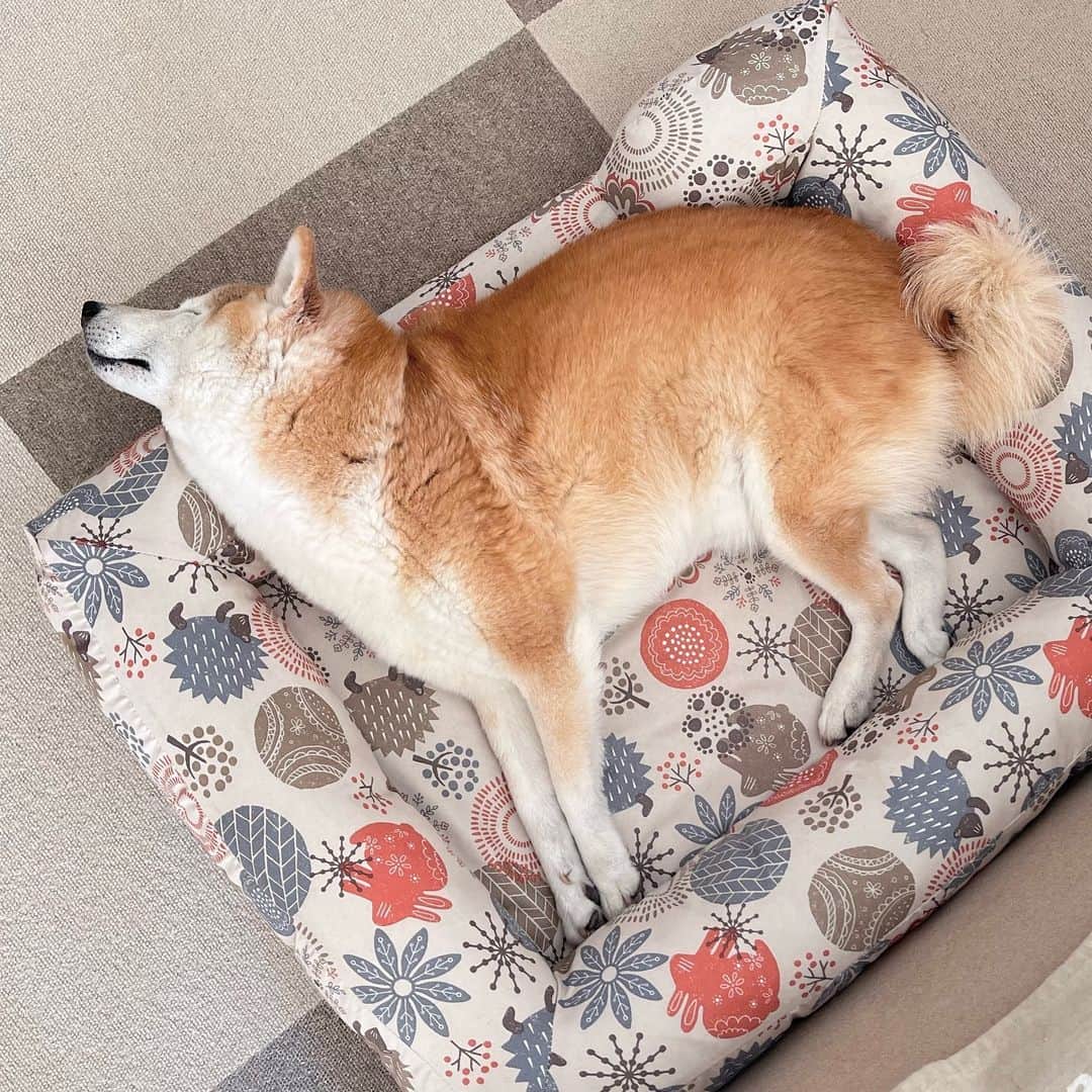 meekooのインスタグラム：「体重は減っているのにポッチャリしてるなぁ😅 #かぶりつきたい」