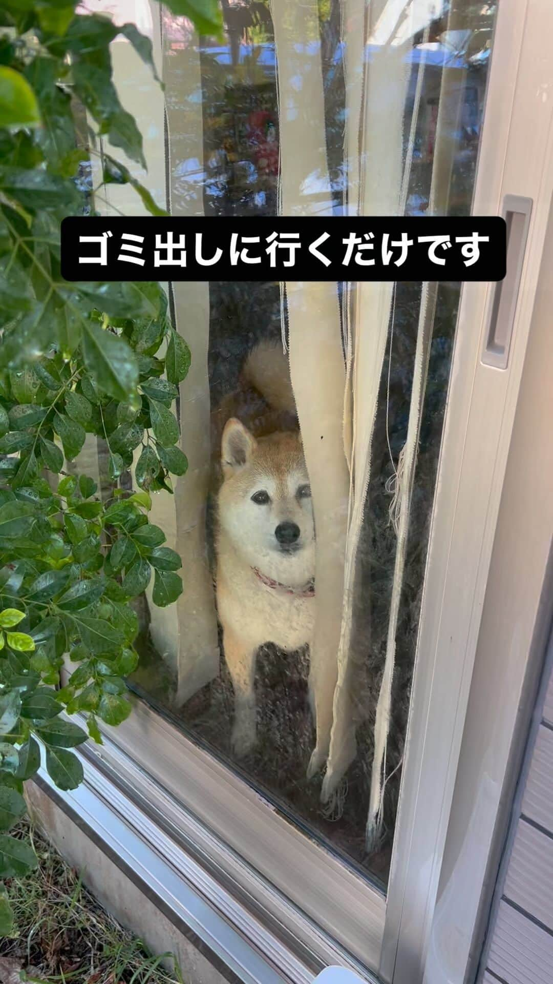 柴犬ハル&保護犬すずのインスタグラム