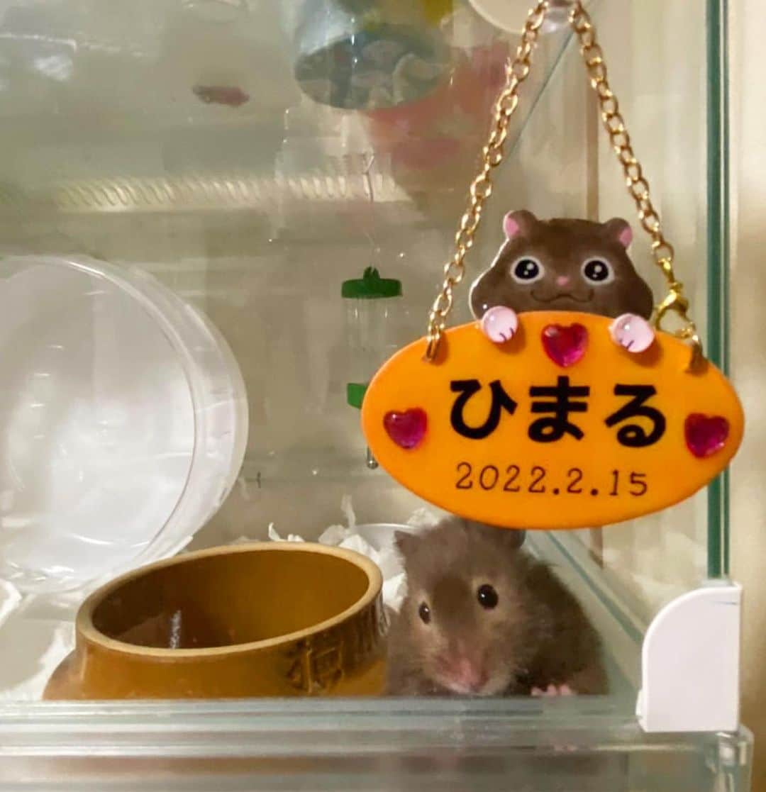 hamster_mocoさんのインスタグラム写真 - (hamster_mocoInstagram)「･*..☆.｡.:*.☆.⋆｡:ﾟ･*.☆.｡.:. *:ﾟ ｡ 〜うちの子お名前プレート再販のお知らせ〜  沢山の方に再販リクエストを頂いている [うちの子お名前プレート]を再販いたしました🐹✨️ 今回分は残りわずかとなっていますので気になる方はお早めにご注文お待ちしております🙇🏻‍♀️💦  ※仕事や趣味の合間に少しずつお作りさせて頂いているので、ご注文からお届けまでに1ヶ月半ほどお待たせしてしまいます🥺ご注文の際は納期にご理解お願いいたします🙇‍♀️  うちの子お名前プレートのご注文は プロフィール欄のオリジナルショップ[petit palette🐾]のリンクからお願いいたします。  #うちの子お名前プレート  2023.12.5 ･*..☆.｡.:*.☆.⋆｡:ﾟ･*.☆.｡.:. *:ﾟ ｡」12月5日 9時23分 - asahi.fl