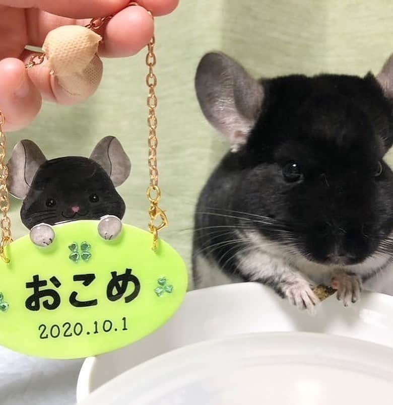 hamster_mocoさんのインスタグラム写真 - (hamster_mocoInstagram)「･*..☆.｡.:*.☆.⋆｡:ﾟ･*.☆.｡.:. *:ﾟ ｡ 〜うちの子お名前プレート再販のお知らせ〜  沢山の方に再販リクエストを頂いている [うちの子お名前プレート]を再販いたしました🐹✨️ 今回分は残りわずかとなっていますので気になる方はお早めにご注文お待ちしております🙇🏻‍♀️💦  ※仕事や趣味の合間に少しずつお作りさせて頂いているので、ご注文からお届けまでに1ヶ月半ほどお待たせしてしまいます🥺ご注文の際は納期にご理解お願いいたします🙇‍♀️  うちの子お名前プレートのご注文は プロフィール欄のオリジナルショップ[petit palette🐾]のリンクからお願いいたします。  #うちの子お名前プレート  2023.12.5 ･*..☆.｡.:*.☆.⋆｡:ﾟ･*.☆.｡.:. *:ﾟ ｡」12月5日 9時23分 - asahi.fl