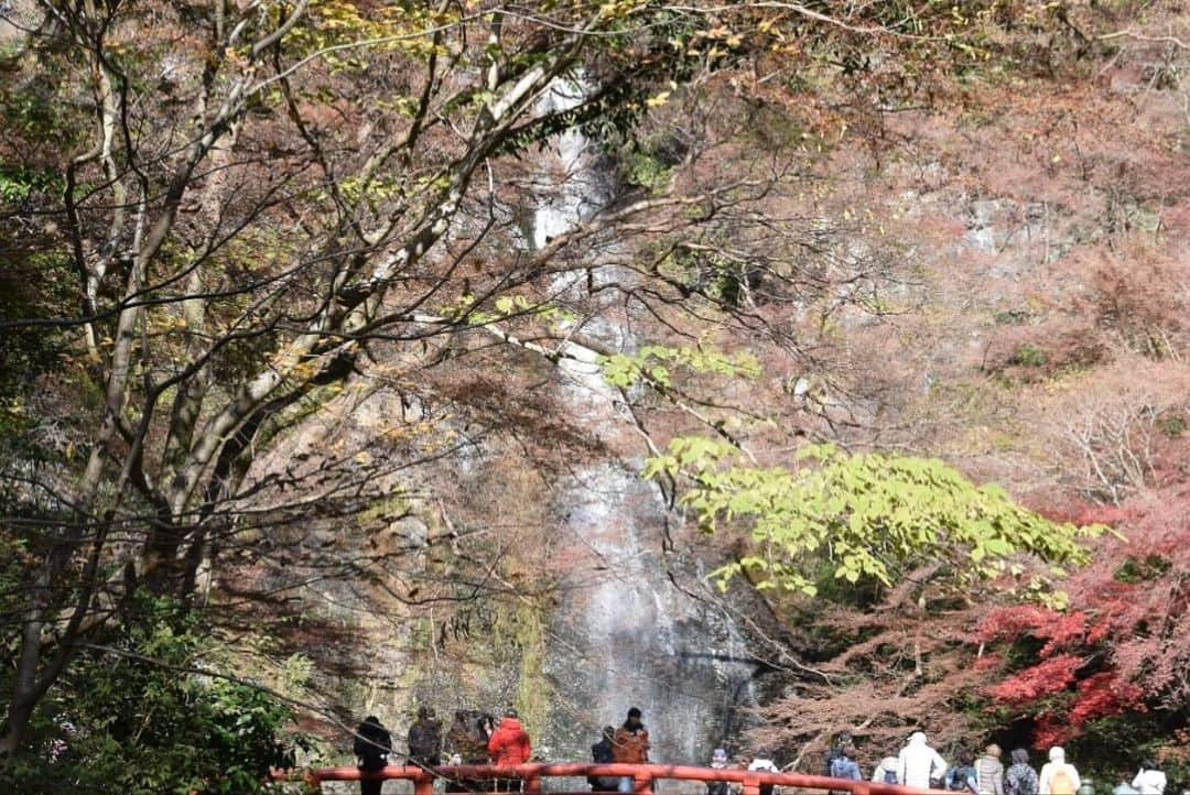 牧野誠三さんのインスタグラム写真 - (牧野誠三Instagram)「４日箕面の滝を紅葉祭りが終わったので行って来ました。人混みというほどではありませんが、駐車場は9割。阪急箕面駅からの観光客も多く、インドらしき言葉や、中国らしき言葉が飛び交っていました。 気温もひんやりしていましたが、凍えるほどではありませんでした。 ただやはり今年の紅葉はお世辞にも綺麗とはいえず、冷え込みが11月上旬からだった事はかなり影響しているようです。 猿には会いませんでしたが、人には充分出会いました。 帰りに、勝尾寺周りの道では、駐車場も満杯、バスを待つ人も溢れていましたよ。まぁ、季節のうつろいを目に焼き付け過ごしました。 #元ytvアナウンサー #元読売テレビ #牧野誠三 #紅葉 #箕面の滝 #箕面公園」12月5日 9時32分 - makino_seizo_freeter