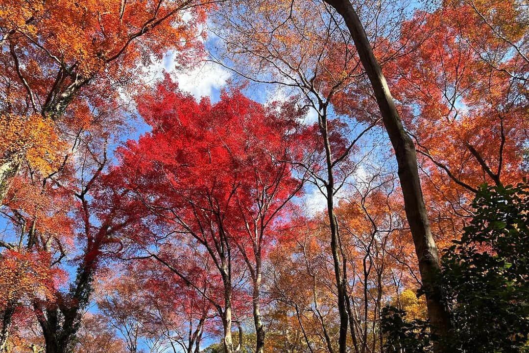 牧野誠三さんのインスタグラム写真 - (牧野誠三Instagram)「４日箕面の滝を紅葉祭りが終わったので行って来ました。人混みというほどではありませんが、駐車場は9割。阪急箕面駅からの観光客も多く、インドらしき言葉や、中国らしき言葉が飛び交っていました。 気温もひんやりしていましたが、凍えるほどではありませんでした。 ただやはり今年の紅葉はお世辞にも綺麗とはいえず、冷え込みが11月上旬からだった事はかなり影響しているようです。 猿には会いませんでしたが、人には充分出会いました。 帰りに、勝尾寺周りの道では、駐車場も満杯、バスを待つ人も溢れていましたよ。まぁ、季節のうつろいを目に焼き付け過ごしました。 #元ytvアナウンサー #元読売テレビ #牧野誠三 #紅葉 #箕面の滝 #箕面公園」12月5日 9時32分 - makino_seizo_freeter