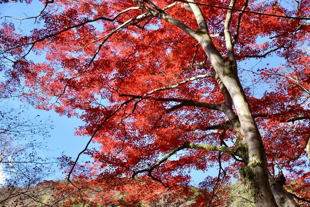 牧野誠三のインスタグラム：「４日箕面の滝を紅葉祭りが終わったので行って来ました。人混みというほどではありませんが、駐車場は9割。阪急箕面駅からの観光客も多く、インドらしき言葉や、中国らしき言葉が飛び交っていました。 気温もひんやりしていましたが、凍えるほどではありませんでした。 ただやはり今年の紅葉はお世辞にも綺麗とはいえず、冷え込みが11月上旬からだった事はかなり影響しているようです。 猿には会いませんでしたが、人には充分出会いました。 帰りに、勝尾寺周りの道では、駐車場も満杯、バスを待つ人も溢れていましたよ。まぁ、季節のうつろいを目に焼き付け過ごしました。 #元ytvアナウンサー #元読売テレビ #牧野誠三 #紅葉 #箕面の滝 #箕面公園」