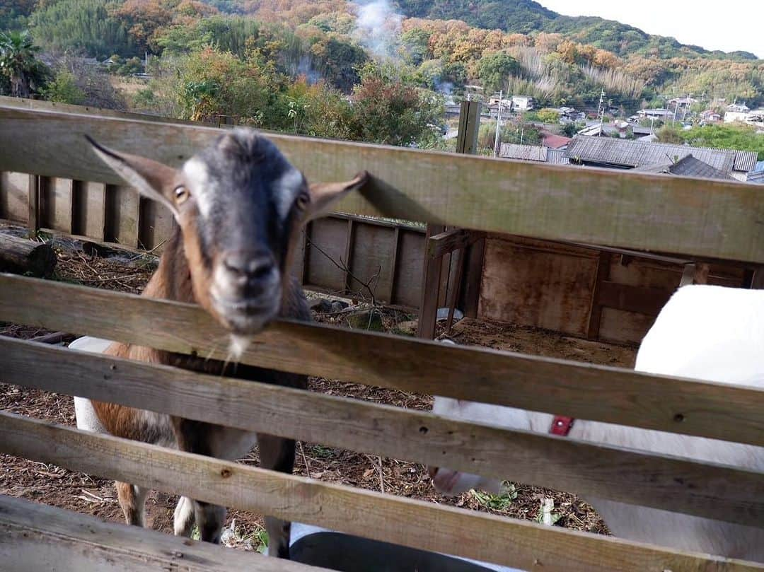 黒澤かなえさんのインスタグラム写真 - (黒澤かなえInstagram)「豊島最終日の宿は @tokuto_teshima   とくとは 一昨年からのスタートの 築約80年の古民家 現在宿泊客の大半は外国人観光客のようですが 日本人でもこんな日本家屋の邸宅はなかなかない機会。  内装はすべてリノベされていて とても快適に過ごさせていただきました。  空気が澄んでいて 星空もとても綺麗に見えました🌃  キッチンはまだ使い方検討中のようですが 用具がなんでも揃っている立派なキッチンとうつわの数  これからが楽しみですね✨  朝ごはんには 育てている鶏の産んでくれたたまご、 オーナーのお母さま自家製のヨーグルトやジャム パン屋さんのない豊島で ご近所さんが焼いた立派な食パン 大事そうに抱える息子🤭  キッチンは自由に使っていいよと言ってくださって 朝お米を炊いてたまごかけごはんでいただきました。  島の暮らしを擬似体験した気分で嬉しかった♪  オーナーのアラン、玲子さん、 カイくん アテンドしてくださったまゆさん お世話になりました！ 息子帰ってきてボソッと。 カイくんともっと遊びたかったな〜と言ってました😁  またきっとお会いできますように🙏🏻  直島豊島の島旅記録 いい場所すぎて すでに色んな方におすすめしているのですが 子連れ旅として参考になれば嬉しいので 久しぶりにnote.のほうに書こうと思います。  良ければみてください😊  ．  #とくと #豊島 #古民家 #島旅」12月5日 9時40分 - k_kana