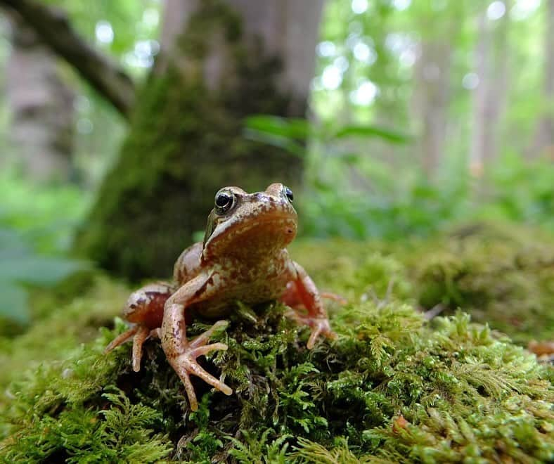 スミソニアン博物館さんのインスタグラム写真 - (スミソニアン博物館Instagram)「Take a deep breath and thank a forest. As the “lungs” of the Earth, forests are a source of oxygen in the atmosphere.   But how do scientists assess the health of forests around the globe and study how they are affected by extreme weather and climate change? By comparing notes.   Forest Global Earth Observatory (ForestGEO) is a global network of forest research sites and scientists who are active in 77 forest research sites across the Americas, Africa, Asia, Europe, and Oceania. That’s seven million trees!   By working together, scientists from across the Smithsonian continue to cultivate new knowledge of how we can nurture the world around us. ForestGEO is led by our @SmithsonianPanama along with @smithsonianenvironment, @SmithsonianZoo and @Smithsoniannmnh.   🌴 🌳 🌲  Which of these forests would you most like to stroll through?   1. Ngel Nyaki, Nigeria, Photo Credit: David Kenfack  2. Wytham Woods, UK, Photo Credit: David Kenfack  3. Luquillo, Puerto Rico  4. Wanang, Papua New Guinea  5. Sinharaja, Sri Lanka  6. Xishuangbanna, China, Photo credit: CTFS  7. Yosemite, CA, USA, Photo credit: Yosemite Forest Dynamics Plot Facebook page   #OurSustainablePlanet #COP28」12月5日 1時56分 - smithsonian