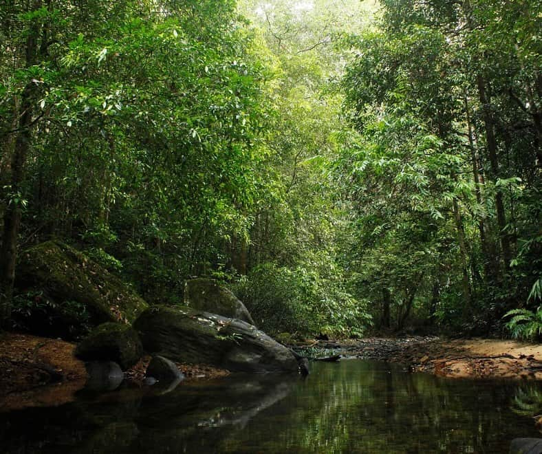 スミソニアン博物館さんのインスタグラム写真 - (スミソニアン博物館Instagram)「Take a deep breath and thank a forest. As the “lungs” of the Earth, forests are a source of oxygen in the atmosphere.   But how do scientists assess the health of forests around the globe and study how they are affected by extreme weather and climate change? By comparing notes.   Forest Global Earth Observatory (ForestGEO) is a global network of forest research sites and scientists who are active in 77 forest research sites across the Americas, Africa, Asia, Europe, and Oceania. That’s seven million trees!   By working together, scientists from across the Smithsonian continue to cultivate new knowledge of how we can nurture the world around us. ForestGEO is led by our @SmithsonianPanama along with @smithsonianenvironment, @SmithsonianZoo and @Smithsoniannmnh.   🌴 🌳 🌲  Which of these forests would you most like to stroll through?   1. Ngel Nyaki, Nigeria, Photo Credit: David Kenfack  2. Wytham Woods, UK, Photo Credit: David Kenfack  3. Luquillo, Puerto Rico  4. Wanang, Papua New Guinea  5. Sinharaja, Sri Lanka  6. Xishuangbanna, China, Photo credit: CTFS  7. Yosemite, CA, USA, Photo credit: Yosemite Forest Dynamics Plot Facebook page   #OurSustainablePlanet #COP28」12月5日 1時56分 - smithsonian