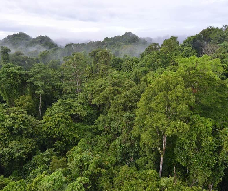 スミソニアン博物館さんのインスタグラム写真 - (スミソニアン博物館Instagram)「Take a deep breath and thank a forest. As the “lungs” of the Earth, forests are a source of oxygen in the atmosphere.   But how do scientists assess the health of forests around the globe and study how they are affected by extreme weather and climate change? By comparing notes.   Forest Global Earth Observatory (ForestGEO) is a global network of forest research sites and scientists who are active in 77 forest research sites across the Americas, Africa, Asia, Europe, and Oceania. That’s seven million trees!   By working together, scientists from across the Smithsonian continue to cultivate new knowledge of how we can nurture the world around us. ForestGEO is led by our @SmithsonianPanama along with @smithsonianenvironment, @SmithsonianZoo and @Smithsoniannmnh.   🌴 🌳 🌲  Which of these forests would you most like to stroll through?   1. Ngel Nyaki, Nigeria, Photo Credit: David Kenfack  2. Wytham Woods, UK, Photo Credit: David Kenfack  3. Luquillo, Puerto Rico  4. Wanang, Papua New Guinea  5. Sinharaja, Sri Lanka  6. Xishuangbanna, China, Photo credit: CTFS  7. Yosemite, CA, USA, Photo credit: Yosemite Forest Dynamics Plot Facebook page   #OurSustainablePlanet #COP28」12月5日 1時56分 - smithsonian