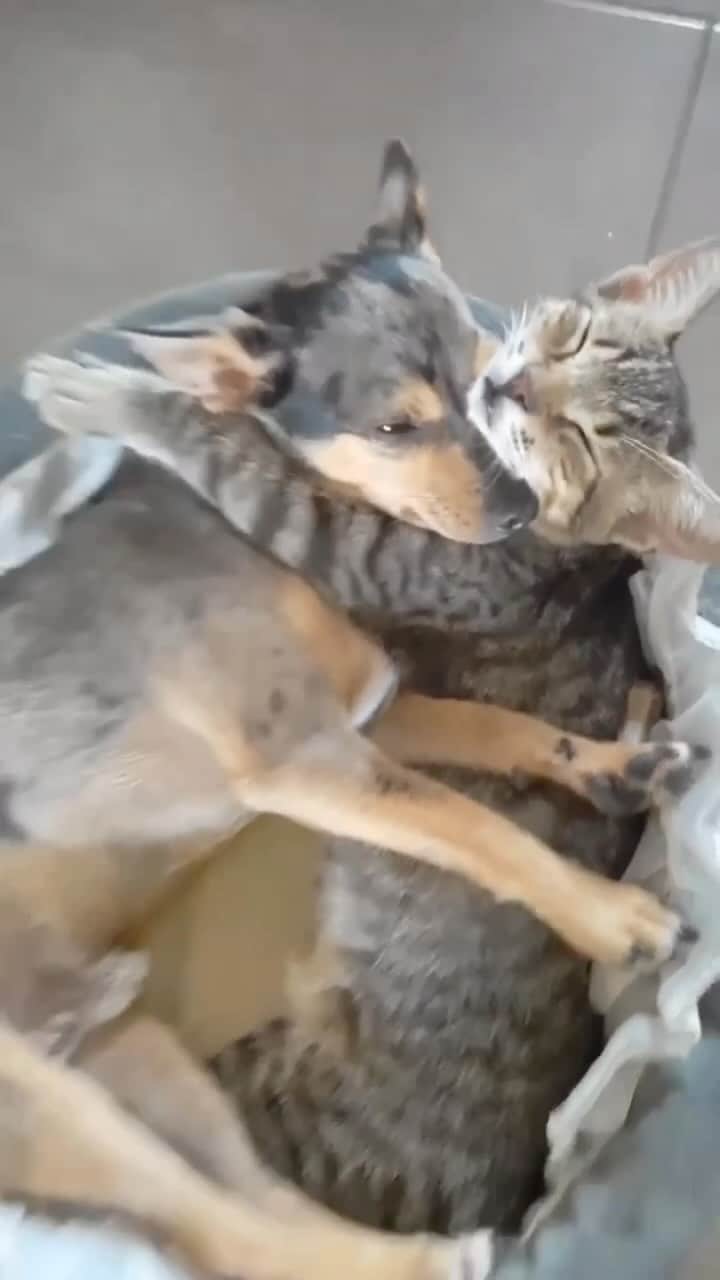 アリシア・シルヴァーストーンのインスタグラム：「True love! 🐶🐱」