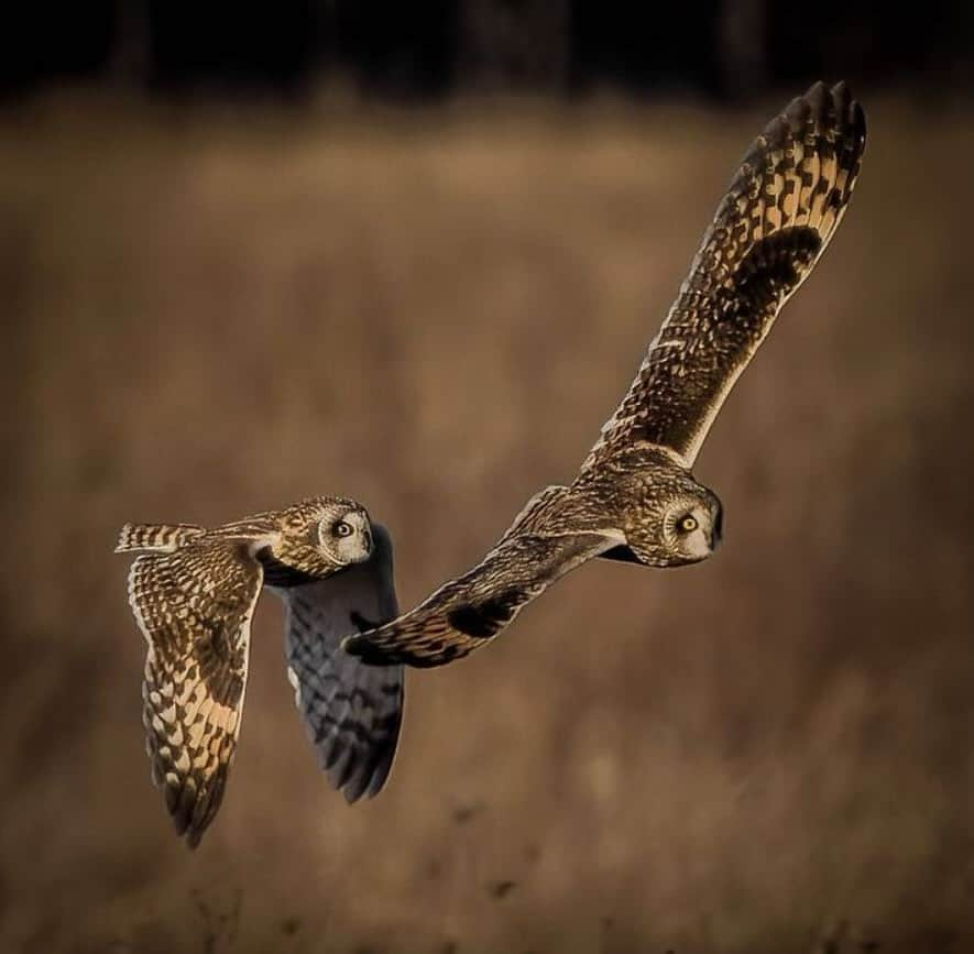 アメリカ内務省のインスタグラム：「Flying over grasslands and open country with their large wings, short-eared owls are striking with their bright, black-rimmed yellow eyes and streaked feathers. Their ear tufts are inconspicuous until the owls become defensive or curious.    Mostly active near dawn and dusk, these remarkable owls glide close to the ground and look for their meal of choice – meadow rodents. When prey is abundant, short-eared owls will hunt and roost communally, often on the ground in dense vegetation or in trees during the winter.    Photo by Kevin Smith    #owls #publiclands #wildlife   Alt Text: Two striking owls with bright yellow eyes and streaked brown and rust plumage fly together over a brown grassland.」