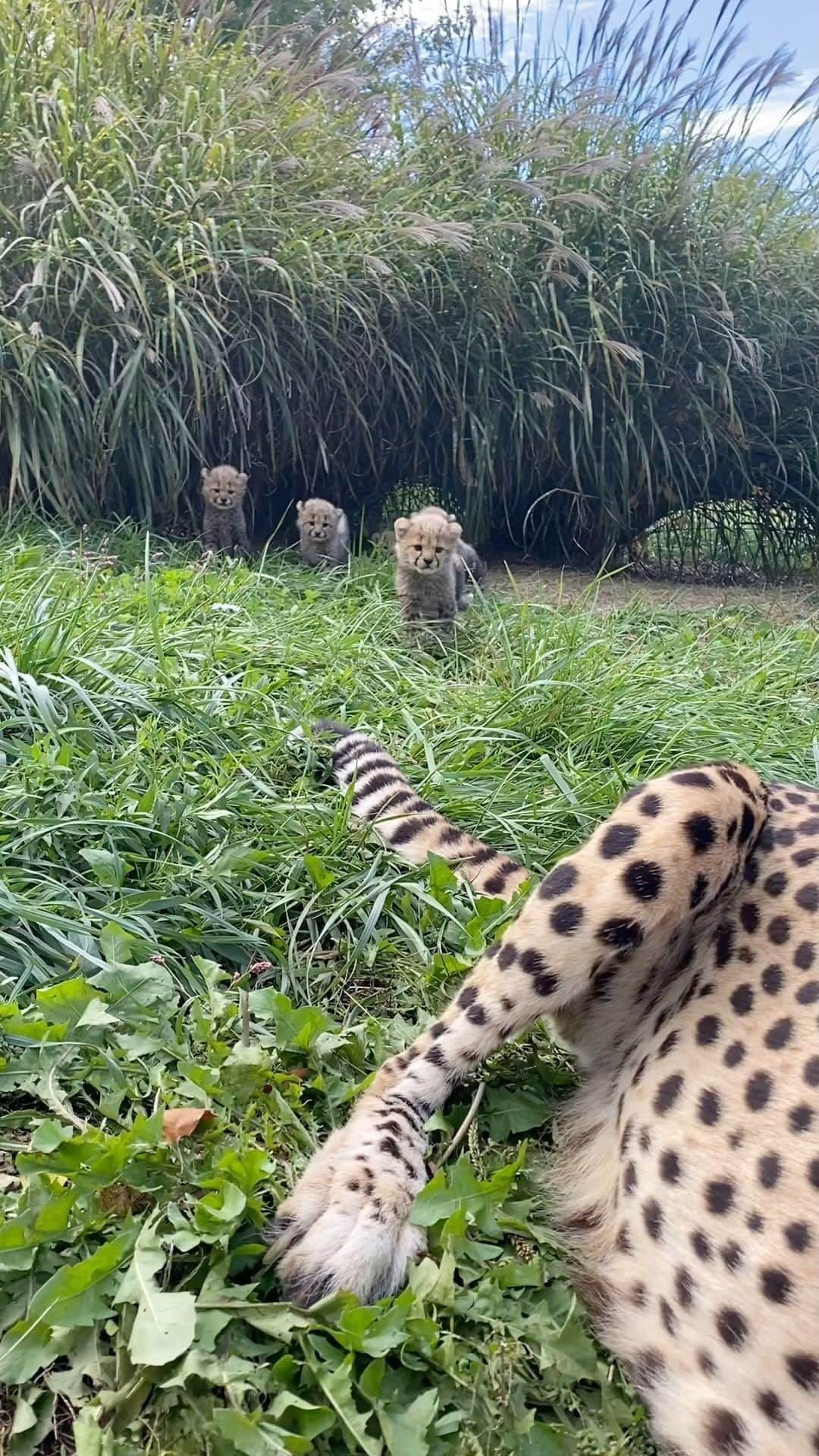 スミソニアン国立動物園のインスタグラム：「🔊Turn your sound up for this #InternationalCheetahDay moment! 🐆Cheetahs purr, bark, growl, hiss & chirp. This cub was vocalizing to warn a potential predator (or a keeper) to stay back. Miss the last cheetah update? Spot it here: https://s.si.edu/46H6I3h. (Link in bio.)」