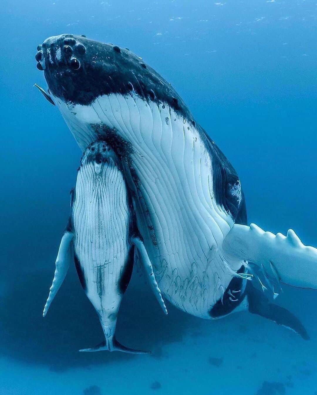 Discover Earthのインスタグラム：「In the deep blue, a story of family and resilience 🌊🐋 🌎   #DiscoverEarth with @paulnicklen」