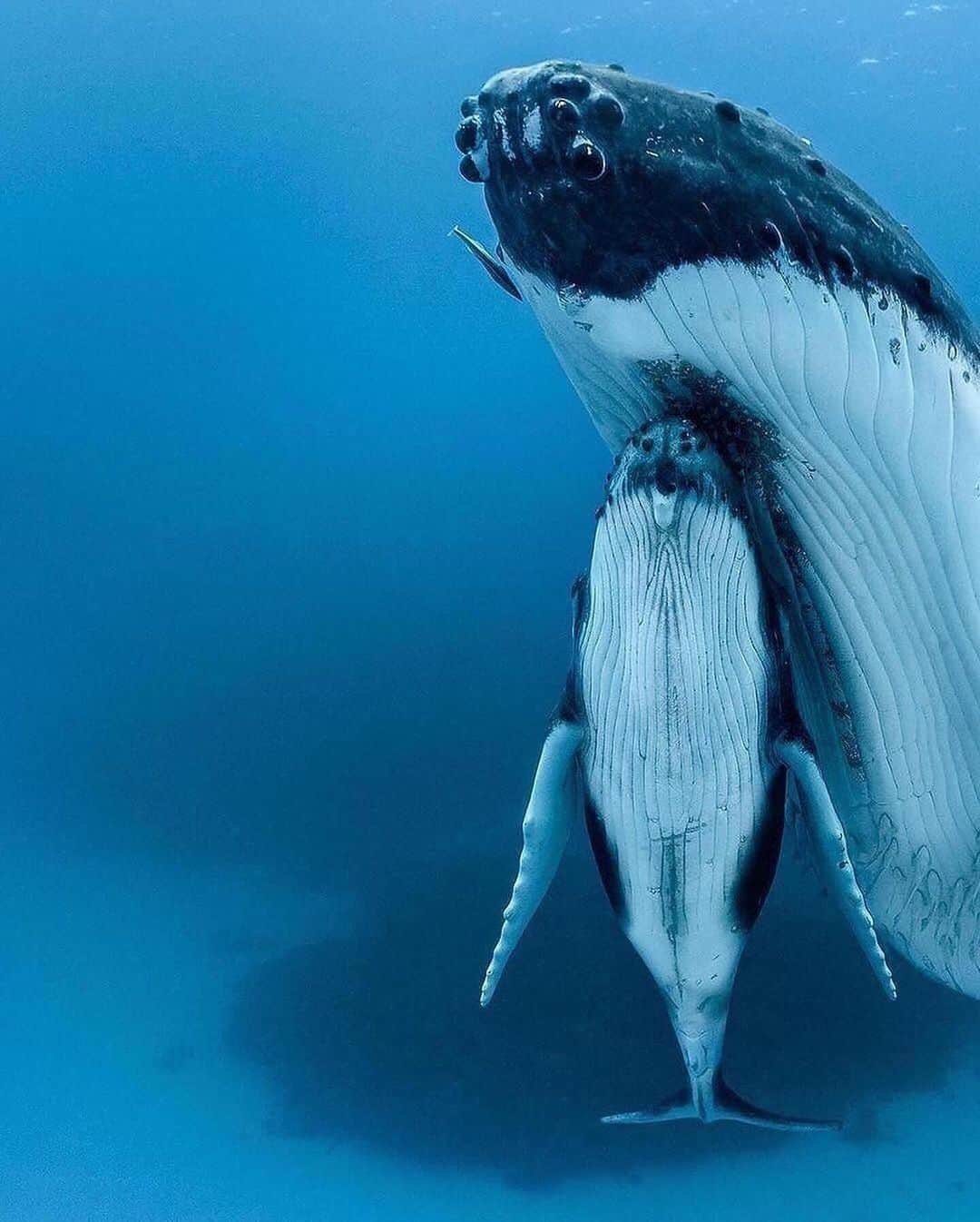 Discover Earthさんのインスタグラム写真 - (Discover EarthInstagram)「In the deep blue, a story of family and resilience 🌊🐋 🌎   #DiscoverEarth with @paulnicklen」12月5日 4時25分 - discoverearth