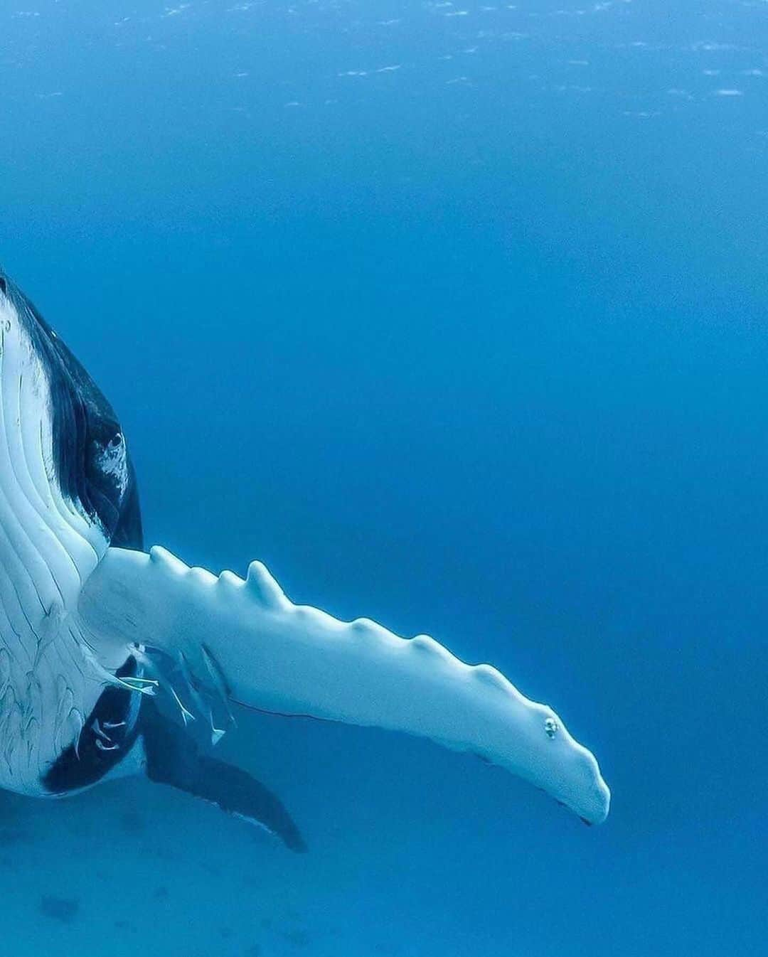 Discover Earthさんのインスタグラム写真 - (Discover EarthInstagram)「In the deep blue, a story of family and resilience 🌊🐋 🌎   #DiscoverEarth with @paulnicklen」12月5日 4時25分 - discoverearth