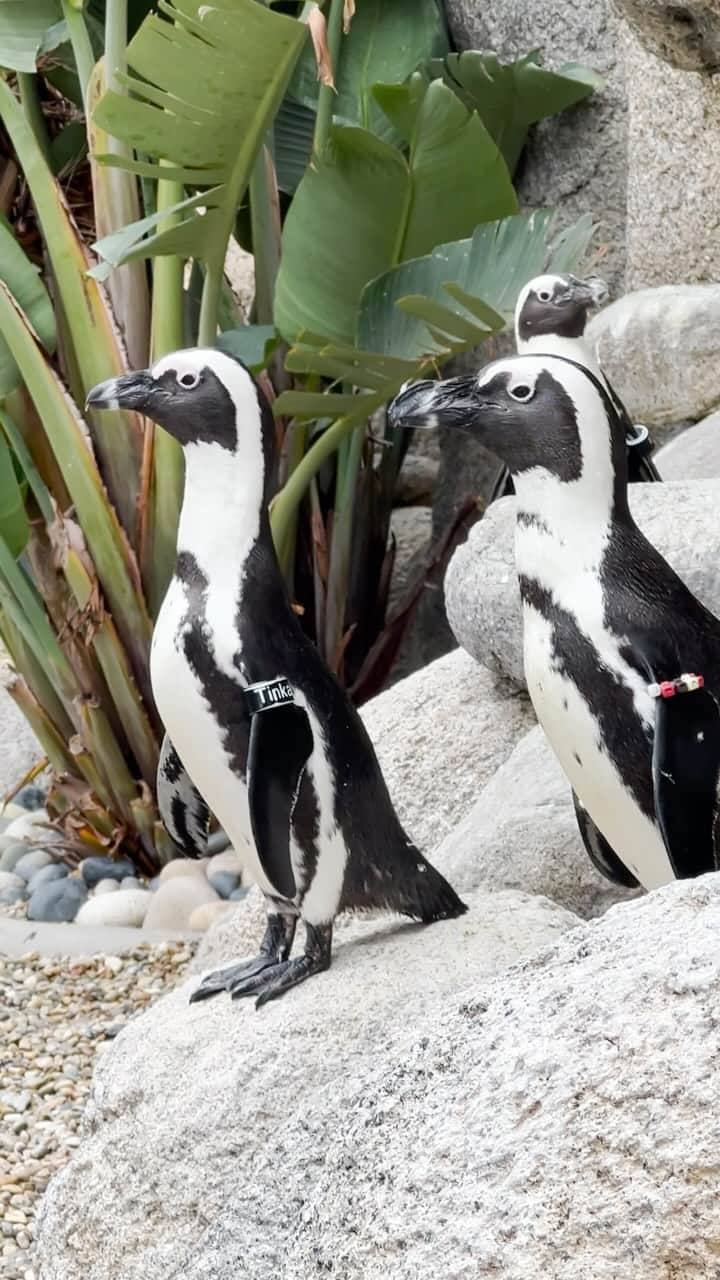 San Diego Zooのインスタグラム