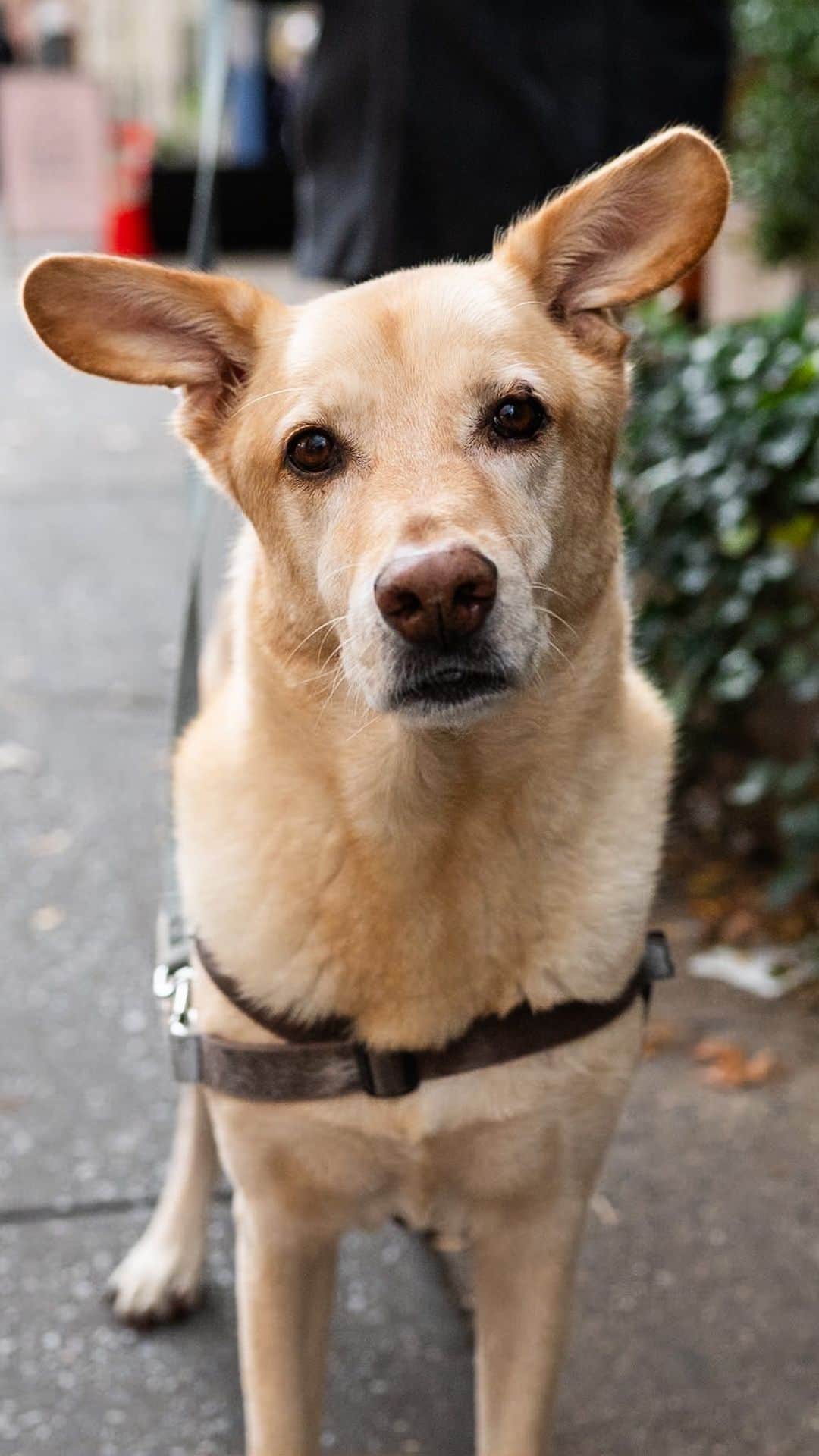 The Dogistのインスタグラム：「Arlo, mix (9 y/o), Hudson & Charles St., New York, NY • “His full name is Arlo Guthrie Marshmallow. He’s a rescue from Georgia – we got him at eight weeks. He’s a sweetie pie. He’s been getting seizures, so he’s on drugs for it. He loves other animals. I rescued an Eastern red bat here in New York – I found her on Hudson Street and named her My Little Baby. She’s currently on her way to a sanctuary in South Carolina. Arlo gave her a little nudge.”  Would you rescue an injured bat off the street?」