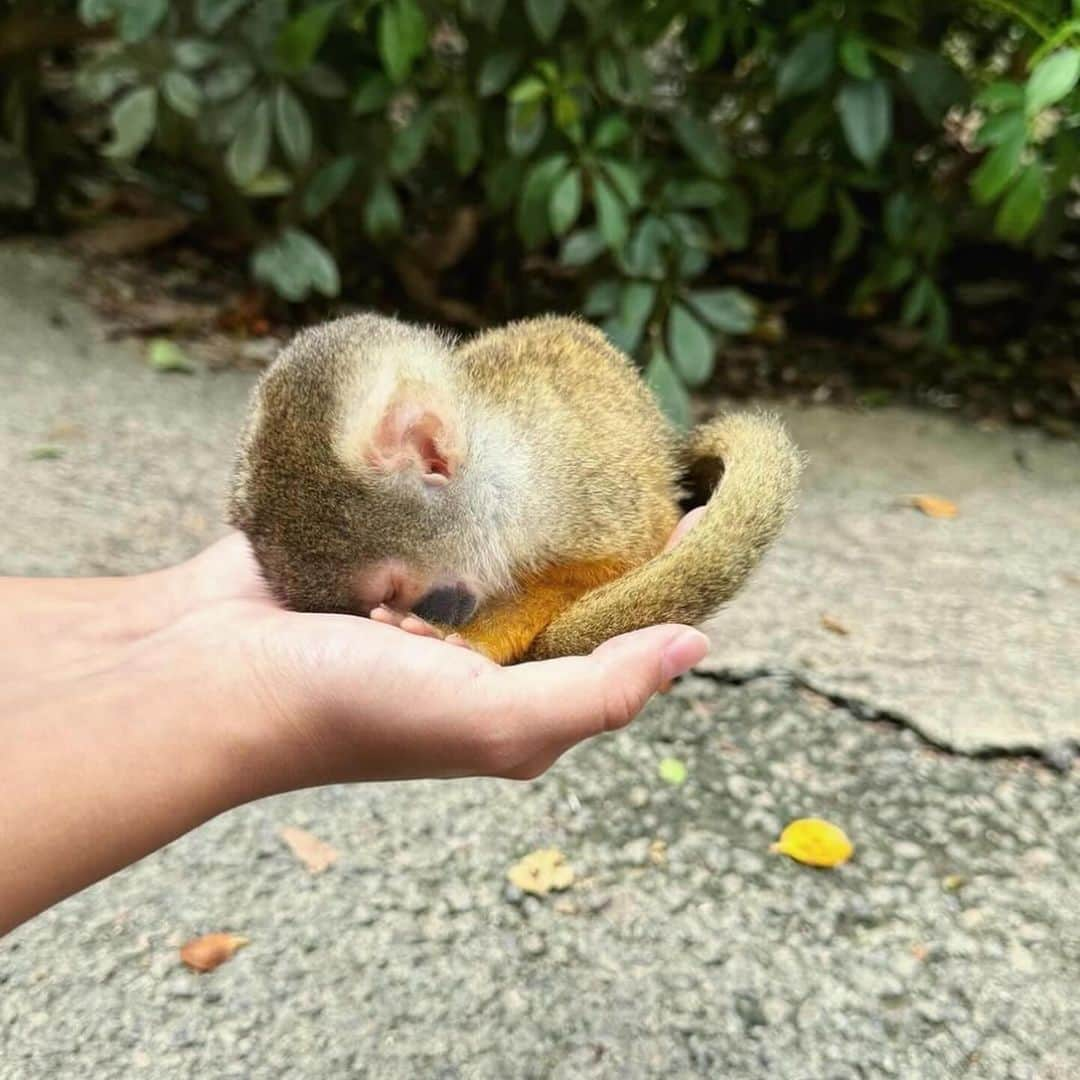 潮みかさんのインスタグラム写真 - (潮みかInstagram)「🩶🦴🐀🪽🦛🐘👟  『スーパーふぃクションふぉーエヴァー』 悪い芝居第一幕ふぁイナル みにきてね 特に東京公演はもうチケットが少なくなってきてるので お早めにチケットの確保をお願いします （公演HPはホーム画面から飛べるよ） 私の連絡先知ってる方はどしどしご連絡ください  大阪公演：12月16日、17日 東京公演：12月21日〜26日  #悪い芝居 #sff」12月5日 10時27分 - ushiomika