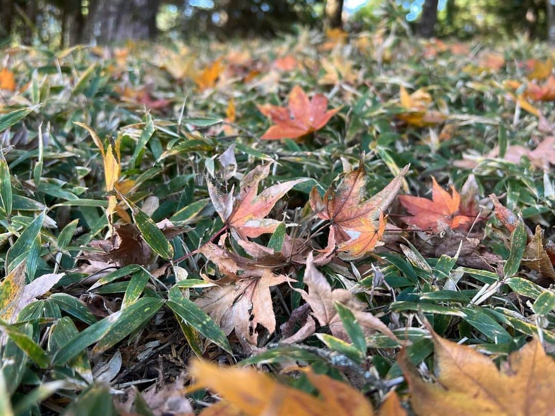 深沢邦之さんのインスタグラム写真 - (深沢邦之Instagram)「今年は全国的に 夏の暑さの影響で 紅葉の時期がズレたり 葉っぱが枯れたり 紅葉ばっちり！ と言うのは なかなか難しかった😅 その影響かな？！ 急に葉っぱを 撮りたくなった俺😁 意外とおセンチ🤣 3枚目 とぼけた感じで 登山しております😁 #深沢邦之チャンネル で検索してください👍 吉村君と二人で とぼけております😁 疲れからか なんなのか？！ 二人とも😁 YouTubeで動画を 配信していますので 是非チェックしてね👍 そしてチャンネル登録 高評価！ 宜しくお願いしまーす🙇 #深沢邦之 #深沢邦之チャンネル#紅葉 #登山 #三つ峠 #剣道 　　ふかふかチャオ」12月5日 6時31分 - fukasawakuniyuki