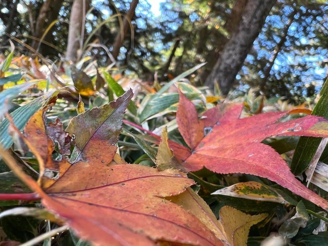 深沢邦之のインスタグラム：「今年は全国的に 夏の暑さの影響で 紅葉の時期がズレたり 葉っぱが枯れたり 紅葉ばっちり！ と言うのは なかなか難しかった😅 その影響かな？！ 急に葉っぱを 撮りたくなった俺😁 意外とおセンチ🤣 3枚目 とぼけた感じで 登山しております😁 #深沢邦之チャンネル で検索してください👍 吉村君と二人で とぼけております😁 疲れからか なんなのか？！ 二人とも😁 YouTubeで動画を 配信していますので 是非チェックしてね👍 そしてチャンネル登録 高評価！ 宜しくお願いしまーす🙇 #深沢邦之 #深沢邦之チャンネル#紅葉 #登山 #三つ峠 #剣道 　　ふかふかチャオ」