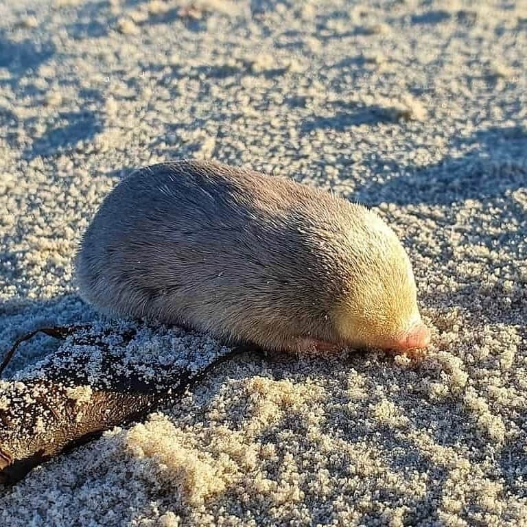 レオナルド・ディカプリオのインスタグラム：「De Winton’s Golden Mole—one of the world’s most wanted species by @rewild’s Search for Lost Species—has been rediscovered.  After being lost to science for 87 years, an expedition team with @the_ewt rediscovered the small blind mole on a beach in Port Nolloth, South Africa. De Winton’s Golden Moles burrow beneath the sand and rarely leave tracks that are visible from the surface.  The Endangered Wildlife Trust used a specially trained scent-detection dog to safely find golden moles. The team also collected more than 100 soil samples from beaches to test for environmental DNA shed by De Winton’s Golden Moles.  After searching for more than two years, the team found multiple populations of De Winton’s Golden Mole. The Endangered Wildlife Trust is now learning more about this species and working to protect it in the wild. #SearchforLostSpecies #LostSpecies  Photo: JP Le Roux」